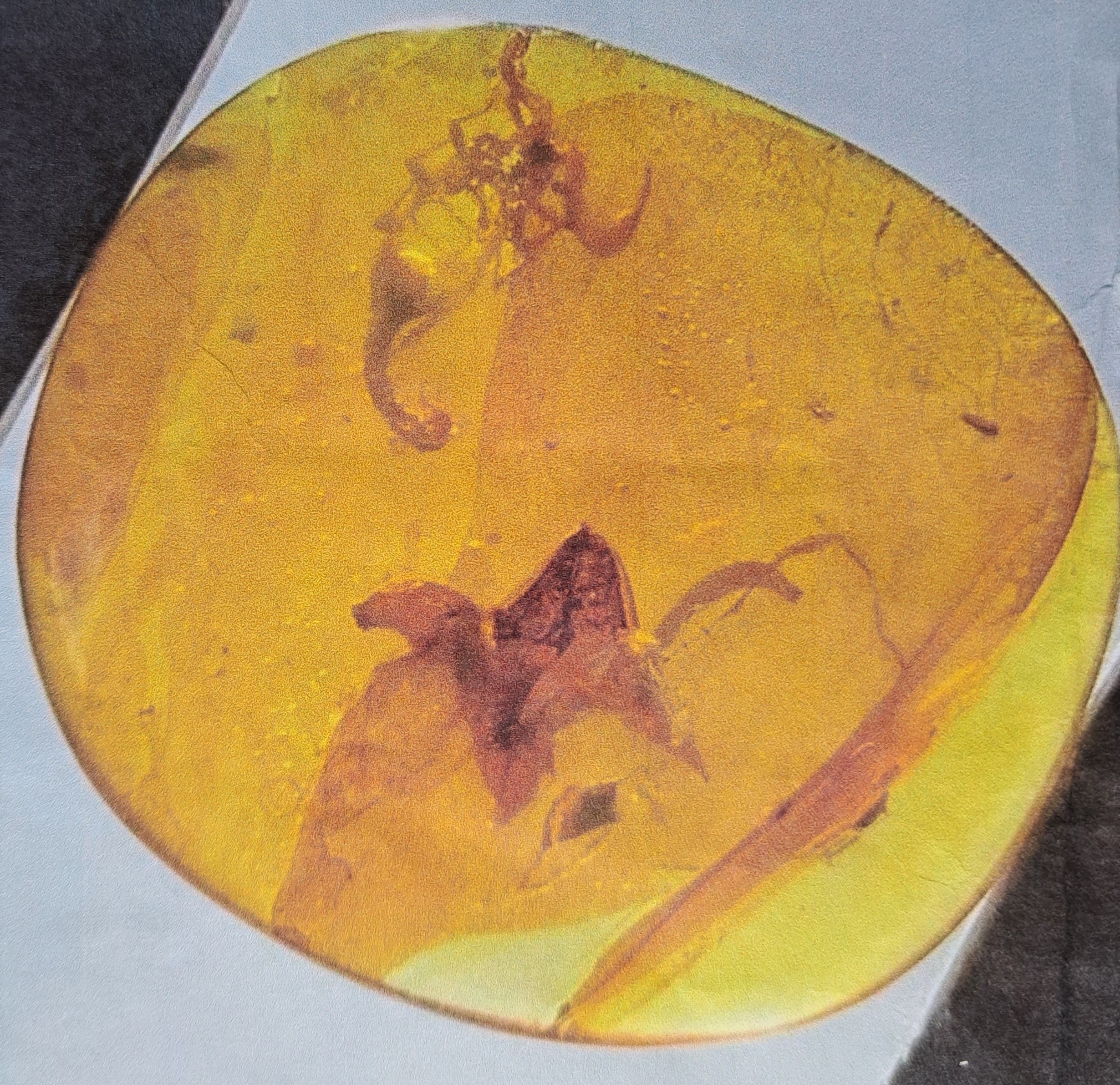 Detail a: Honigfarbener Bernstein-Cabochon(2,1 x 2 cm) mit Skorpion und großer Blütenknospe, Burma, 100 Mio Jahre alt, sehr gut erhaltener Skorpion mit ...