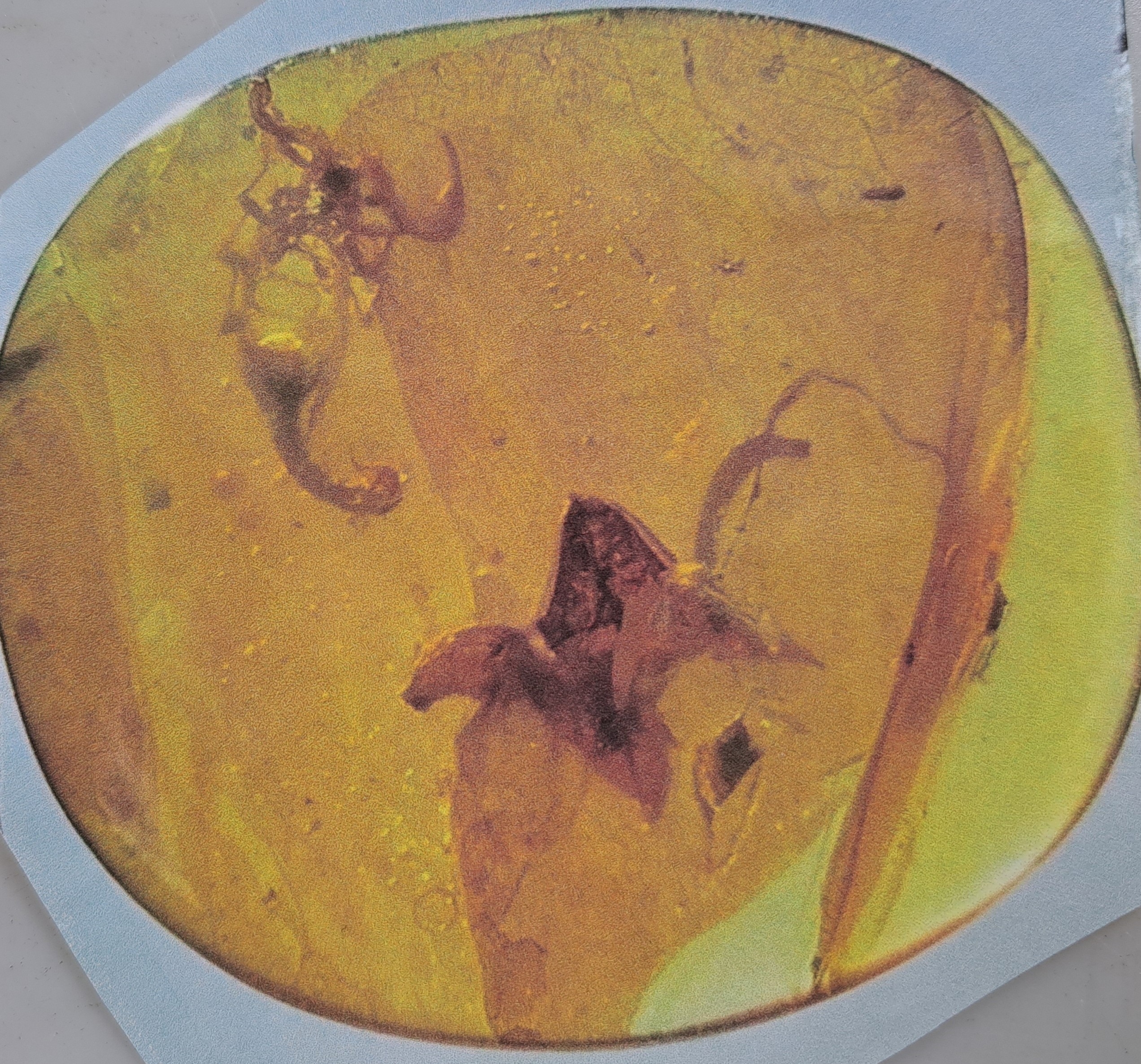 Detail c: Honigfarbener Bernstein-Cabochon(2,1 x 2 cm) mit Skorpion und großer Blütenknospe, Burma, 100 Mio Jahre alt, sehr gut erhaltener Skorpion mit ...