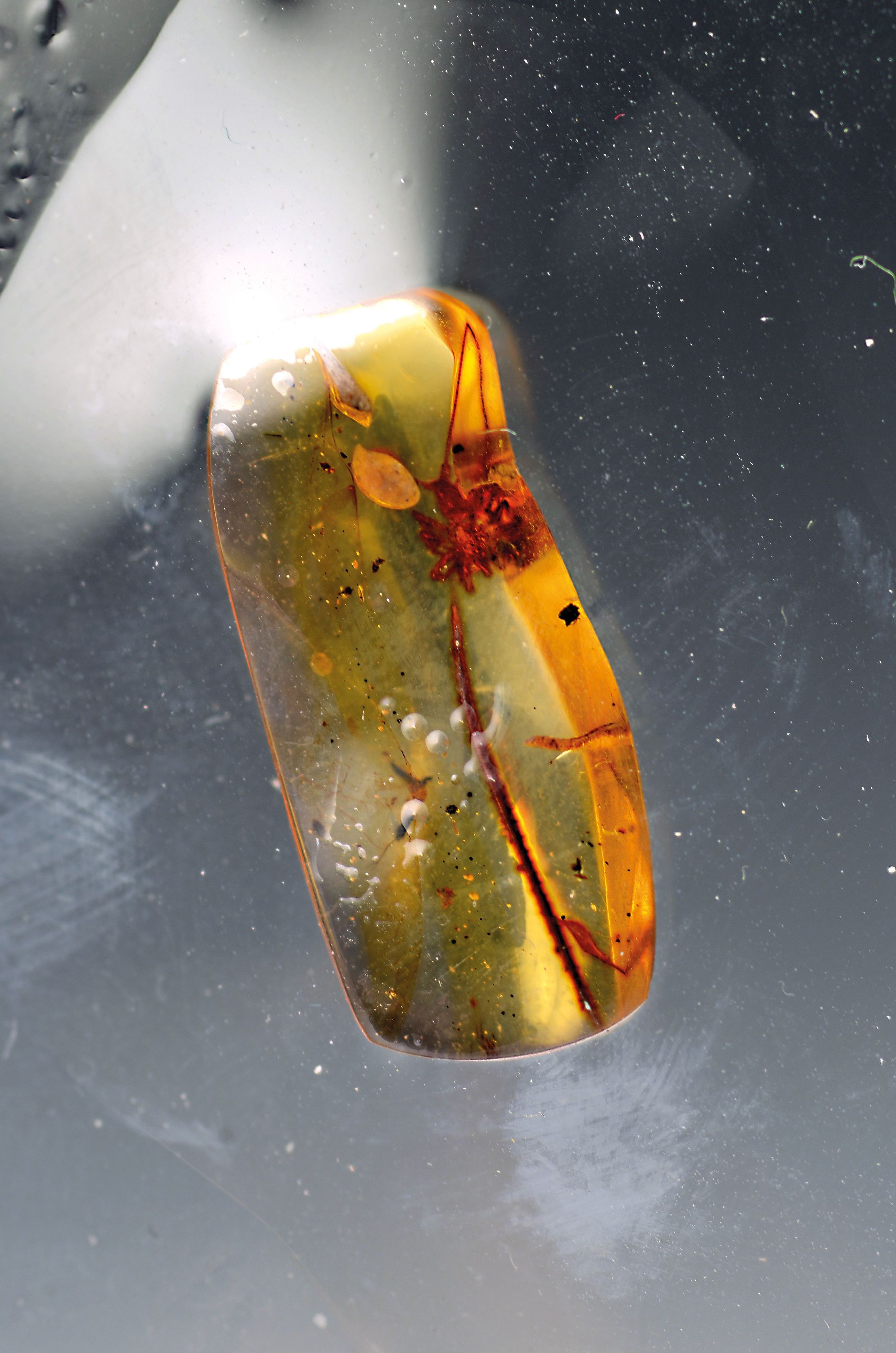 Image 27010322 - ´CHIMEARACHNE´, Spinne mit Schwanz aus dem Bernstein von Burma, 100 Mio Jahre alt, ...