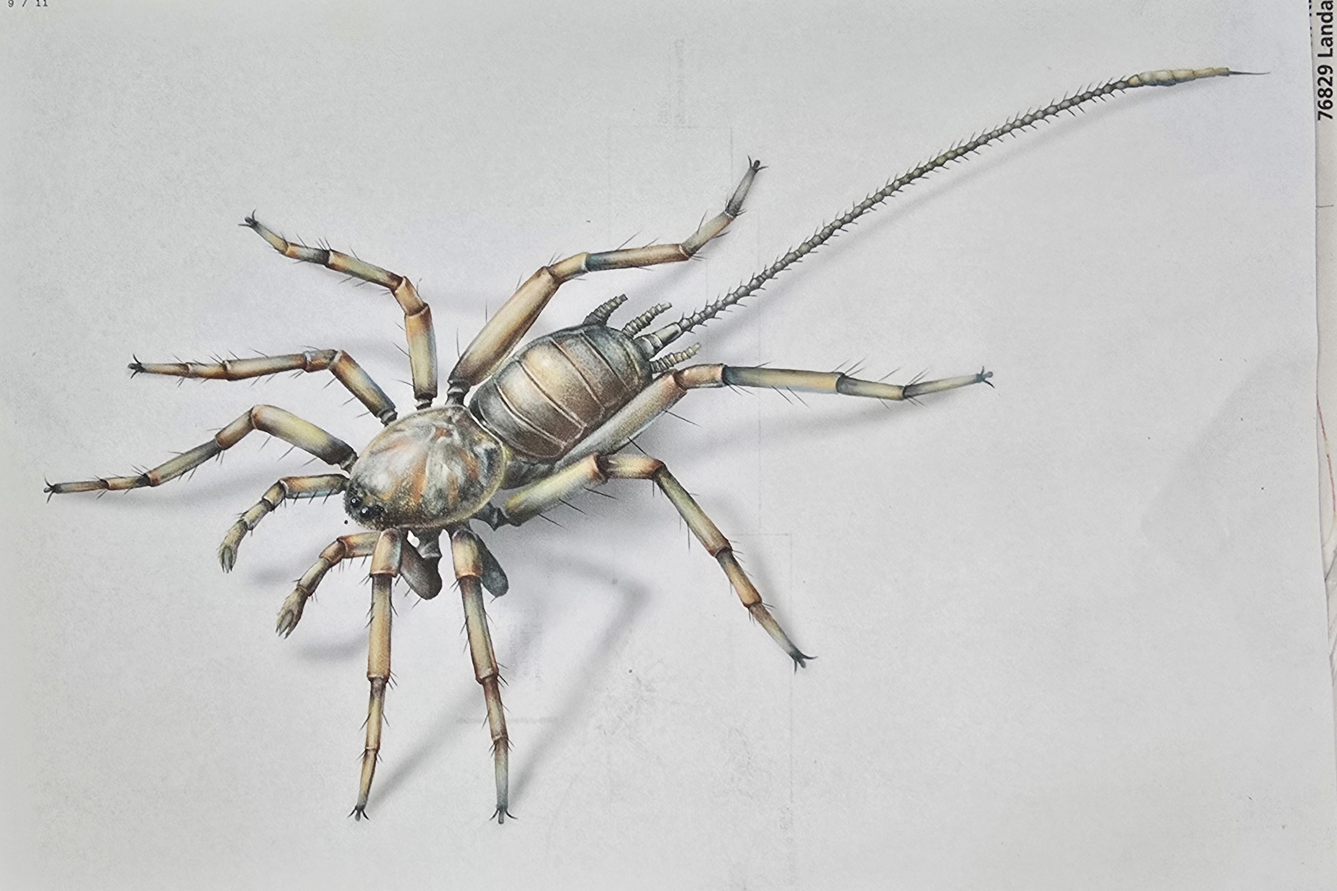 Detail a: "CHIMEARACHNE", Spinne mit Schwanz aus dem Bernstein von Burma, 100 Mio Jahre alt, sensationeller Fund einer Spinne ca. 2.3 mm mit ca. 4 mm ...