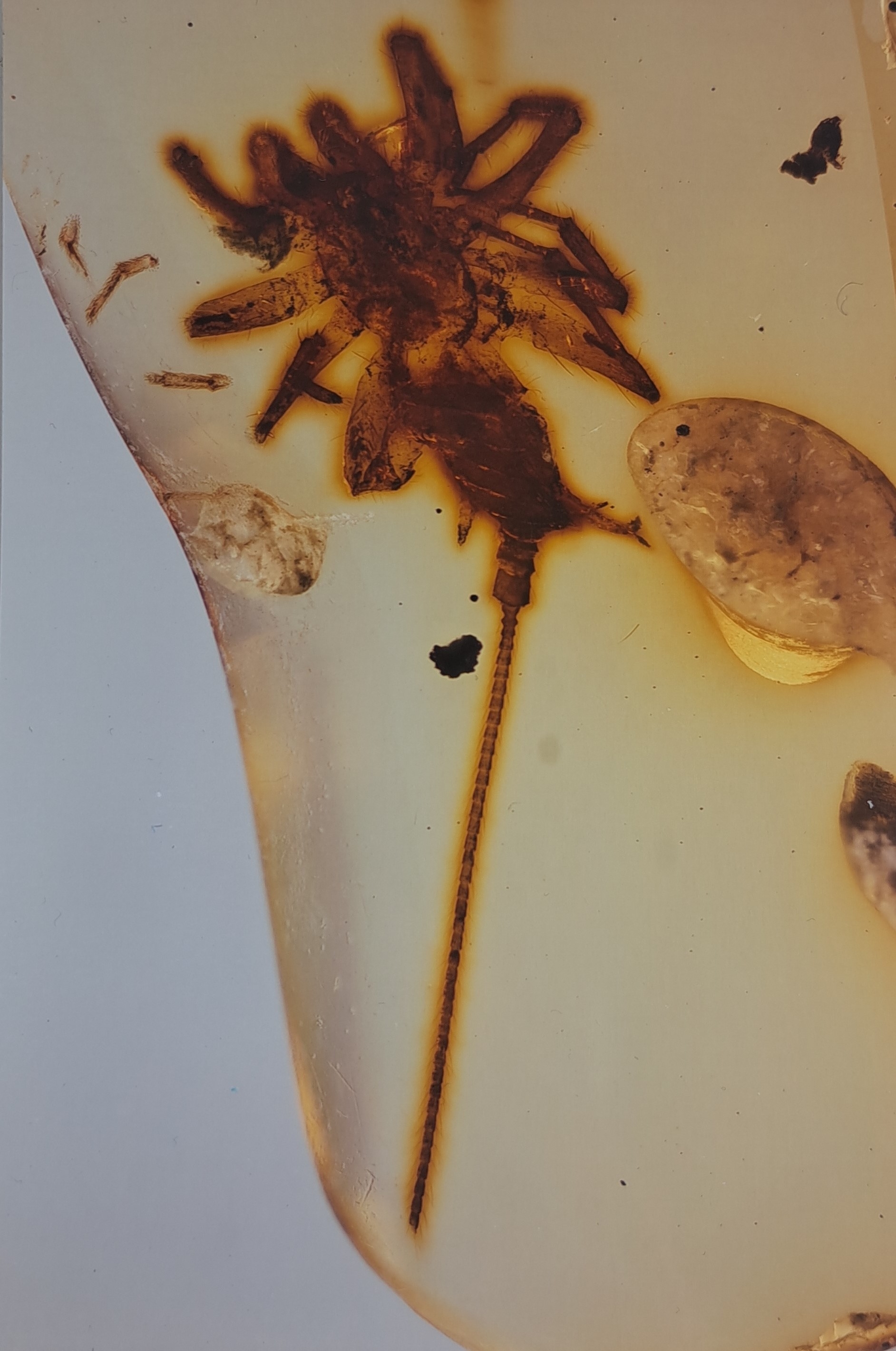Detail b: "CHIMEARACHNE", Spinne mit Schwanz aus dem Bernstein von Burma, 100 Mio Jahre alt, sensationeller Fund einer Spinne ca. 2.3 mm mit ca. 4 mm ...