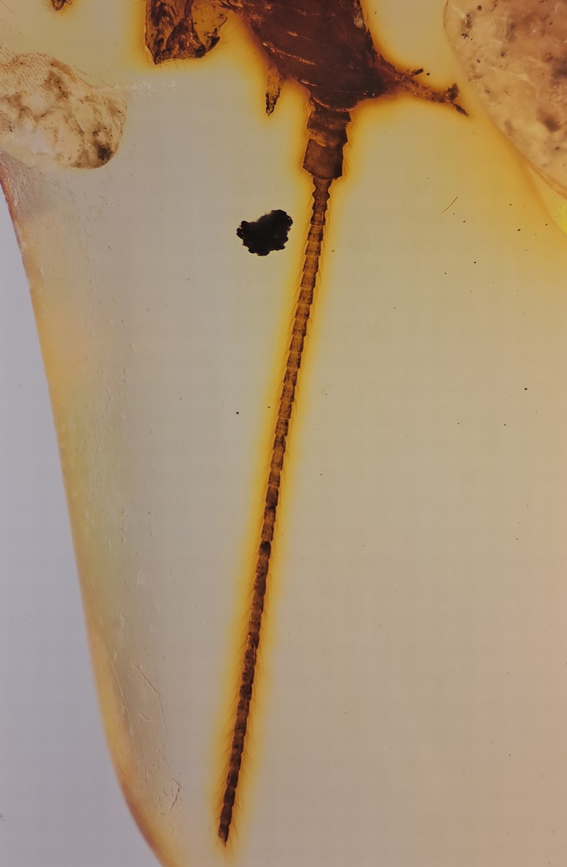 Detail c: "CHIMEARACHNE", Spinne mit Schwanz aus dem Bernstein von Burma, 100 Mio Jahre alt, sensationeller Fund einer Spinne ca. 2.3 mm mit ca. 4 mm ...
