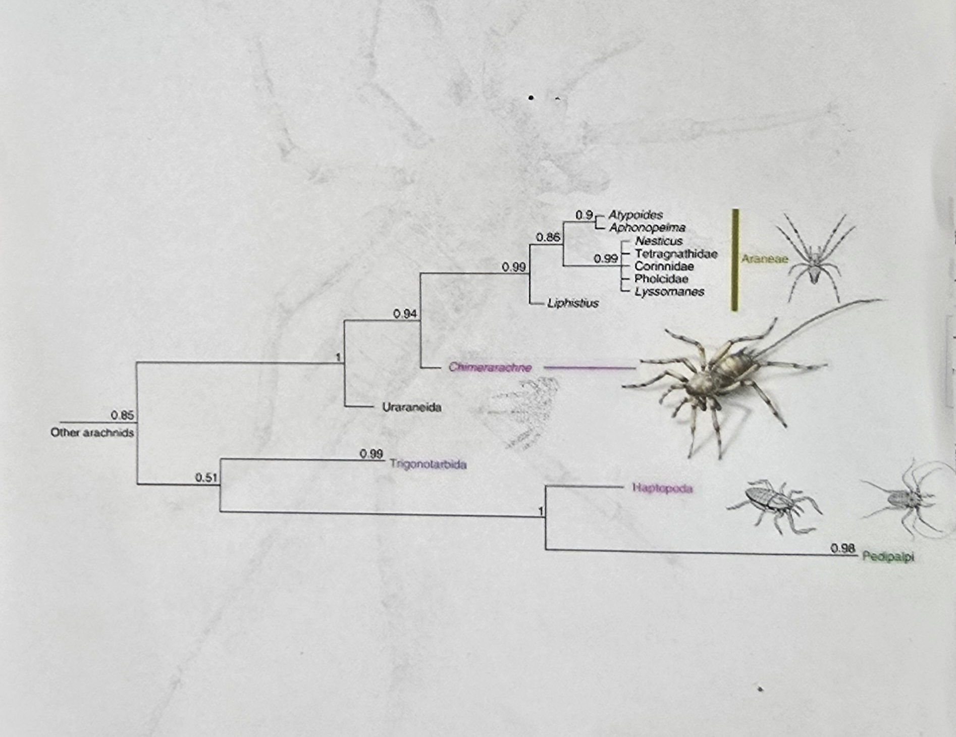 Detail d: "CHIMEARACHNE", Spinne mit Schwanz aus dem Bernstein von Burma, 100 Mio Jahre alt, sensationeller Fund einer Spinne ca. 2.3 mm mit ca. 4 mm ...