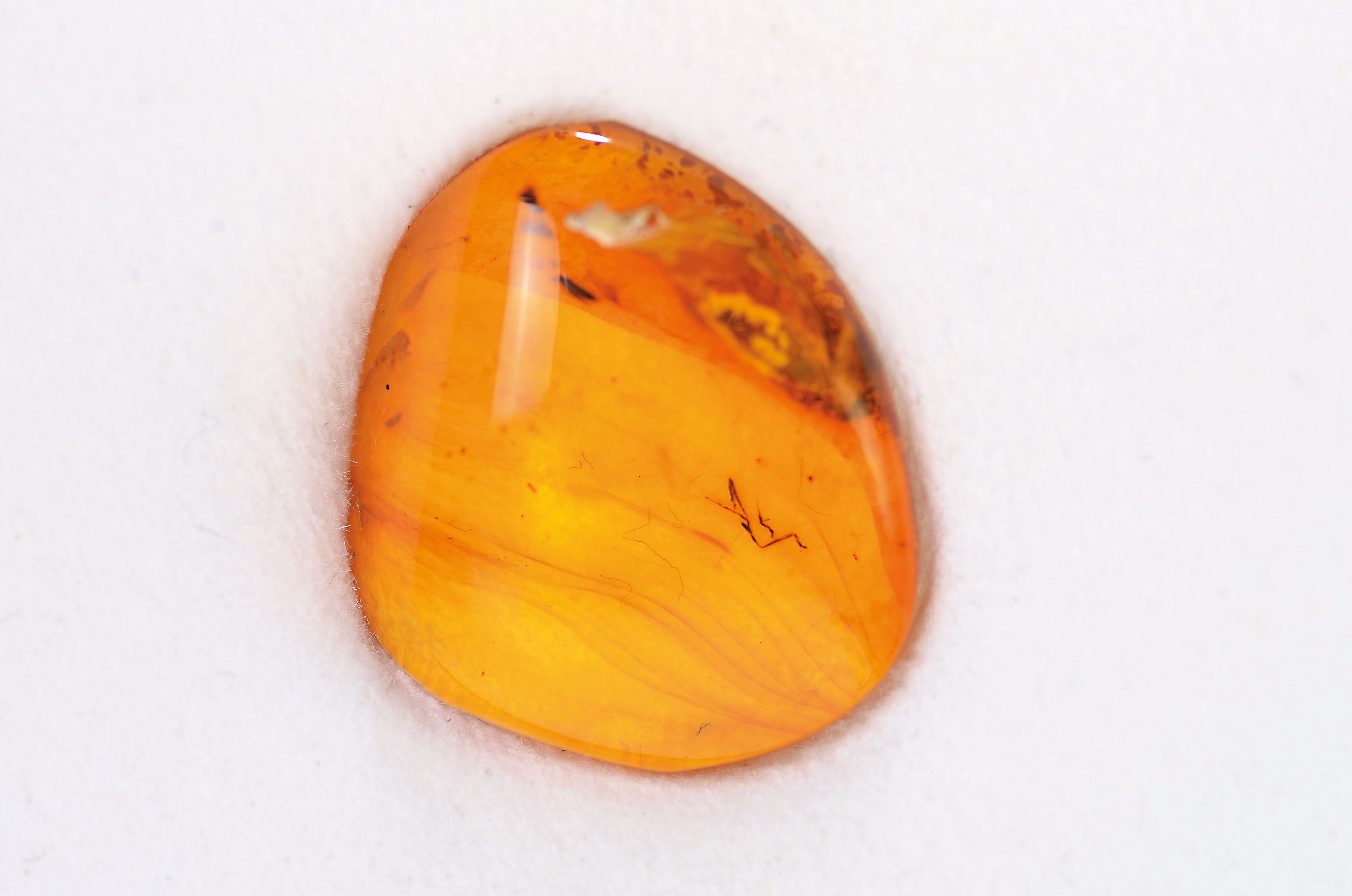 Image 27010323 - ´LIEBESPÄRCHEN´ von Köcherfliegen ´Polycentropodidae´ 1,3 cm, wissenschaftlich ...