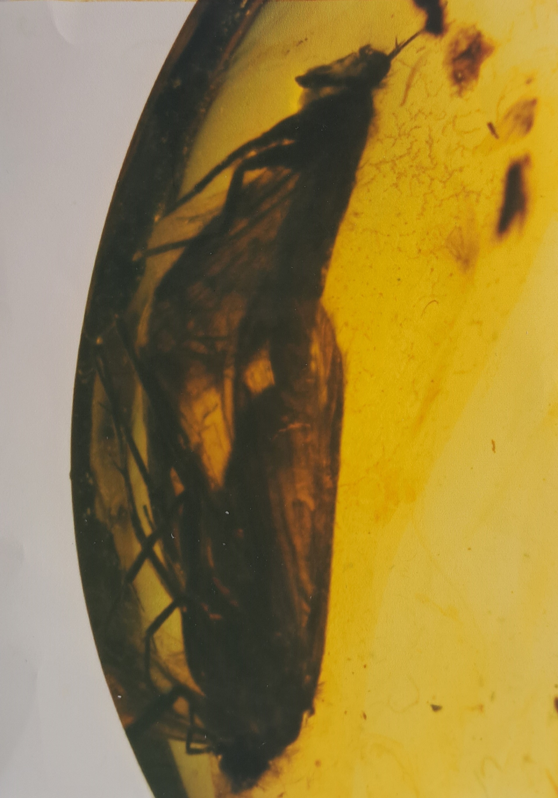 Detail a: "LIEBESPÄRCHEN" von Köcherfliegen "Polycentropodidae" 1,3 cm, wissenschaftlich bestimmt, klassische erste Fundstelle ...