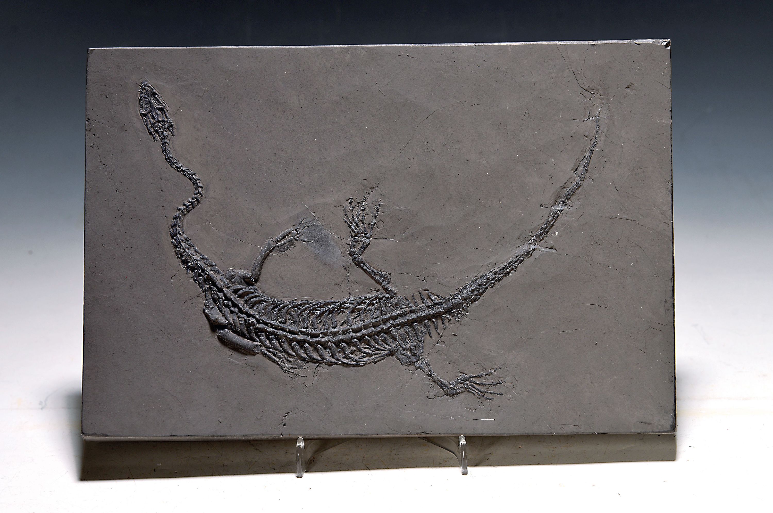 Image 27010325 - Keichusaurus hui (Nothosaurus), Guanglin, Provinz Guizhou China, Huxia-Formation, ...