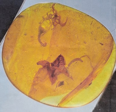 27010321a - Honigfarbener Bernstein-Cabochon(2,1 x 2 cm) mit Skorpion und großer Blütenknospe, ...