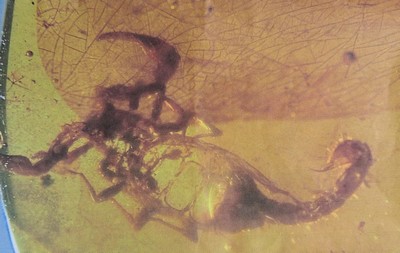 27010321b - Honigfarbener Bernstein-Cabochon(2,1 x 2 cm) mit Skorpion und großer Blütenknospe, ...