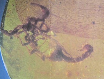 27010321d - Honigfarbener Bernstein-Cabochon(2,1 x 2 cm) mit Skorpion und großer Blütenknospe, ...