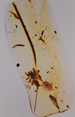 27010322a - ´CHIMEARACHNE´, Spinne mit Schwanz aus dem Bernstein von Burma, 100 Mio Jahre alt, ...