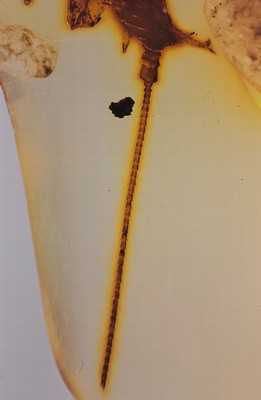 27010322c - ´CHIMEARACHNE´, Spinne mit Schwanz aus dem Bernstein von Burma, 100 Mio Jahre alt, ...