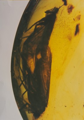 27010323a - ´LIEBESPÄRCHEN´ von Köcherfliegen ´Polycentropodidae´ 1,3 cm, wissenschaftlich ...