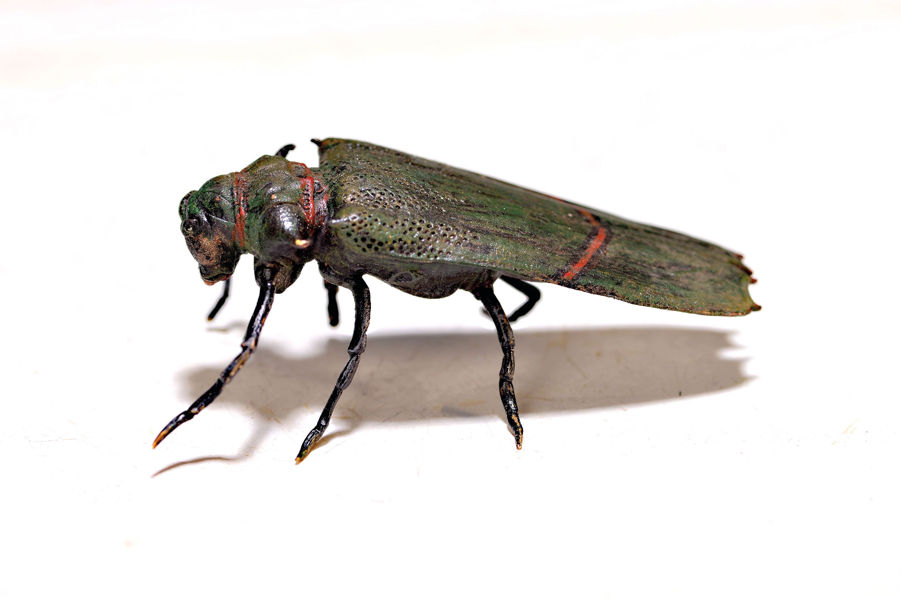 Image 27018873 - Wiener Bronze, sign. Bergmann, Käfer, natural. staffiert, L.ca. 7 cm