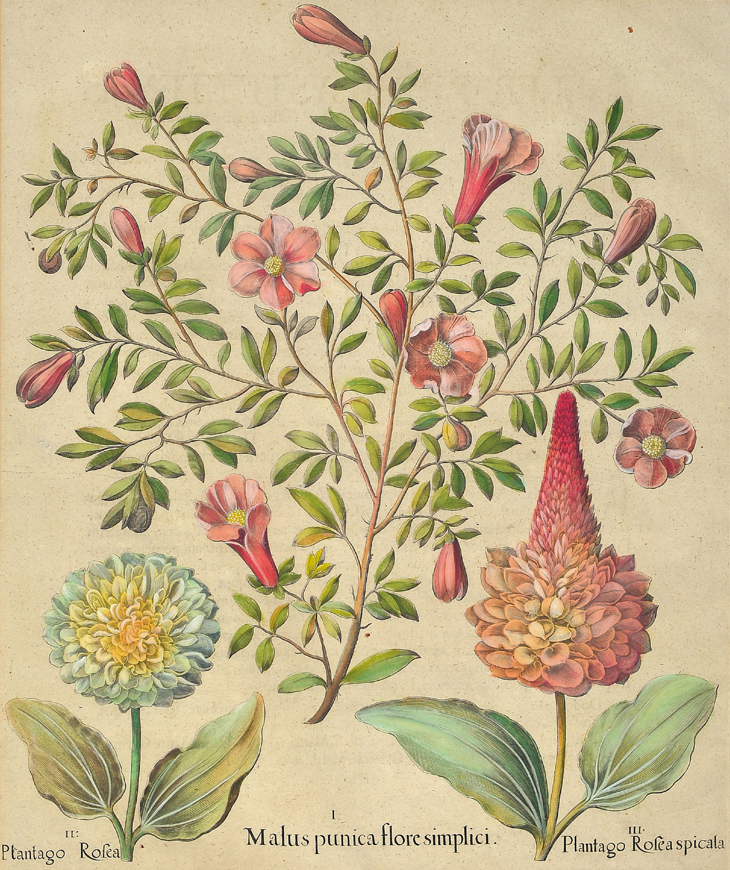 Image 27020187 - Basilius Besler (1561-1629): drei botanische Blätter aus ´Hortus Eystettensis´, 3 ...