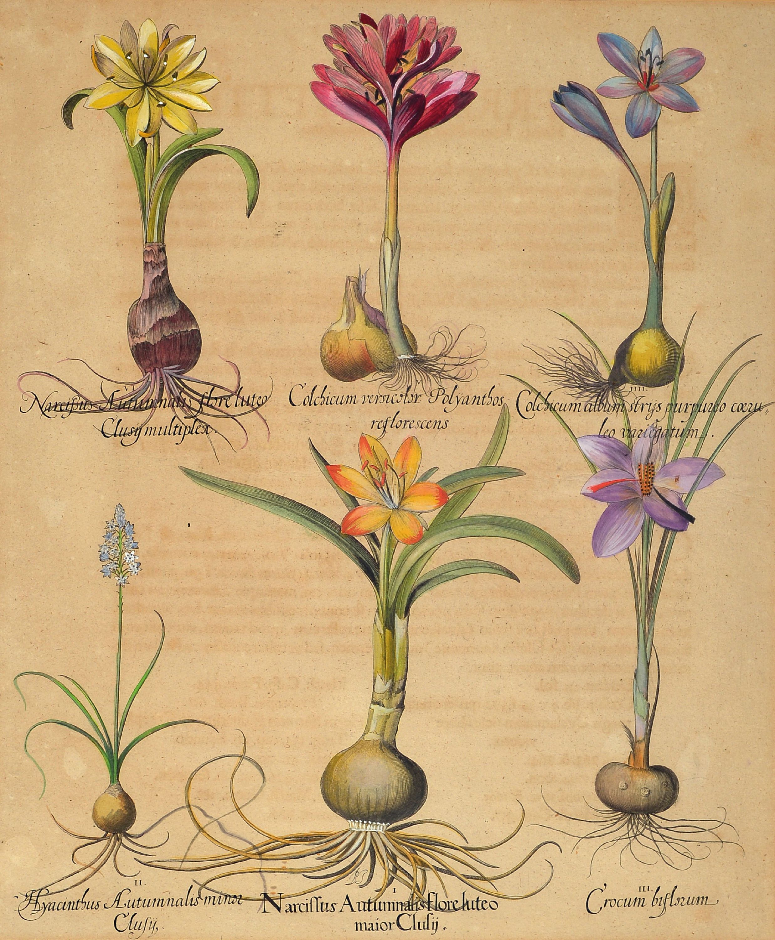 Detail a: Basilius Besler (1561-1629): drei botanische Blätter aus "Hortus Eystettensis", 3 handkolorierte Kupferstiche, "Spica Vulgaris ...