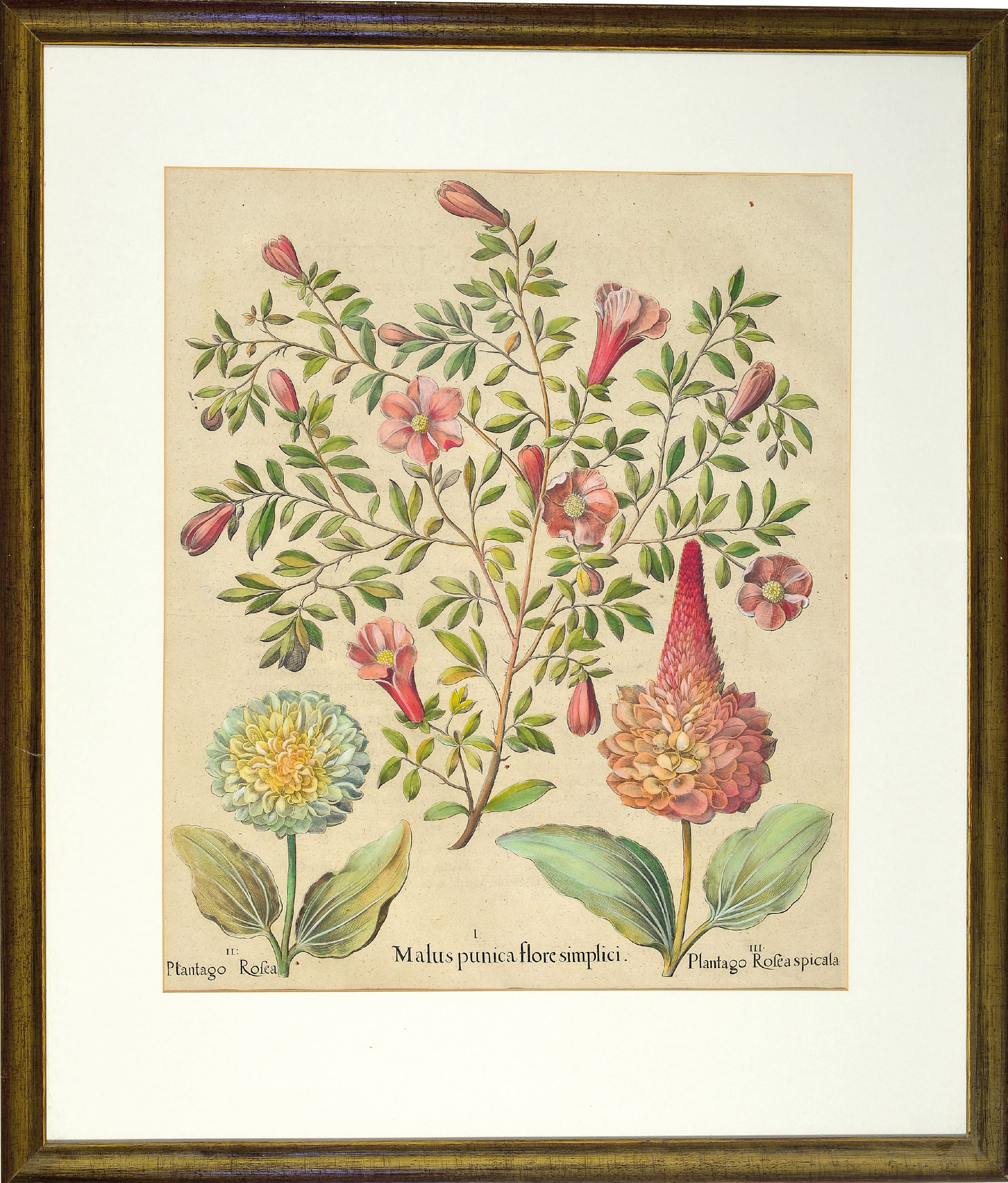 Detail k: Basilius Besler (1561-1629): drei botanische Blätter aus "Hortus Eystettensis", 3 handkolorierte Kupferstiche, "Spica Vulgaris ...