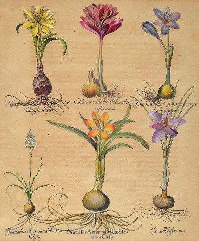 27020187a - Basilius Besler (1561-1629): drei botanische Blätter aus ´Hortus Eystettensis´, 3 ...