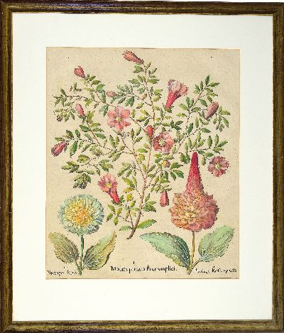 27020187k - Basilius Besler (1561-1629): drei botanische Blätter aus ´Hortus Eystettensis´, 3 ...