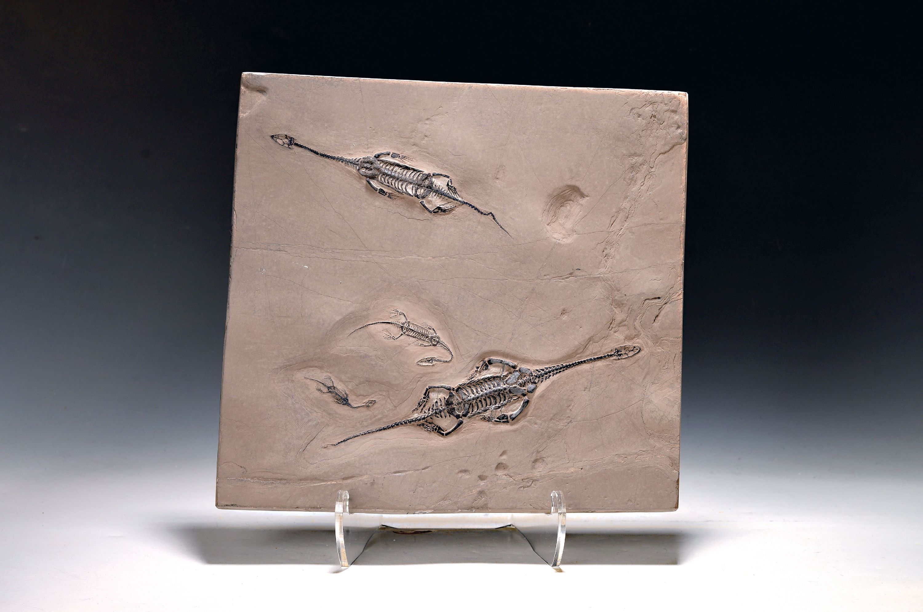 Image 27020628 - Große Platte, Keichousaurus-Fossil, Xingyi, Provinz Guizhou, China, mittlere Trias (vor ...