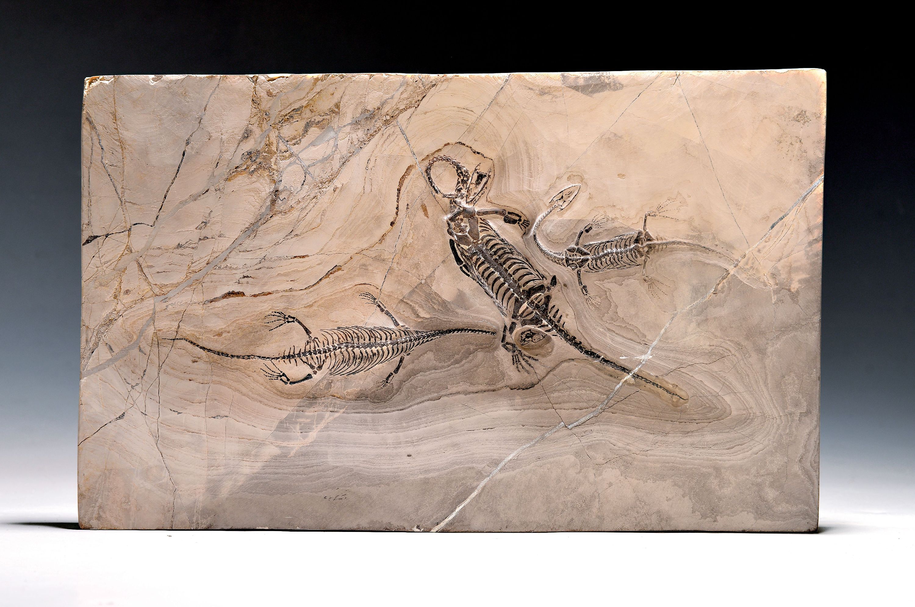 Image 27020629 - Drei Fossilien eines triassischen Meeresreptils, Guizhou, China, die große Platte ...