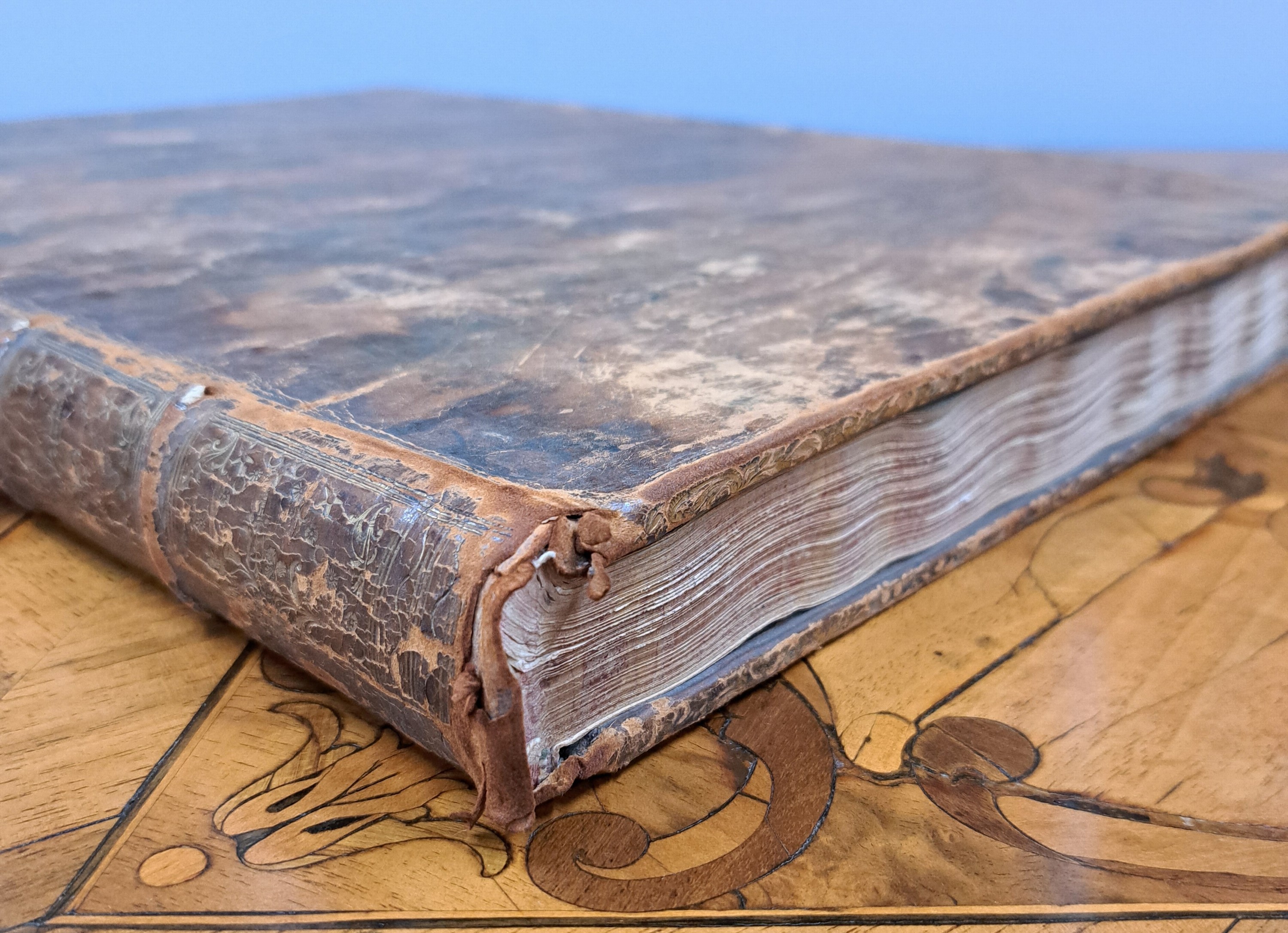 Detail d: August Johann Rösel von Rosenhof (1705-1759): Die natürliche Historie der Frösche hiesigen Landes, Nürnberg, Johann Joseph Fleischmann 1758, ...