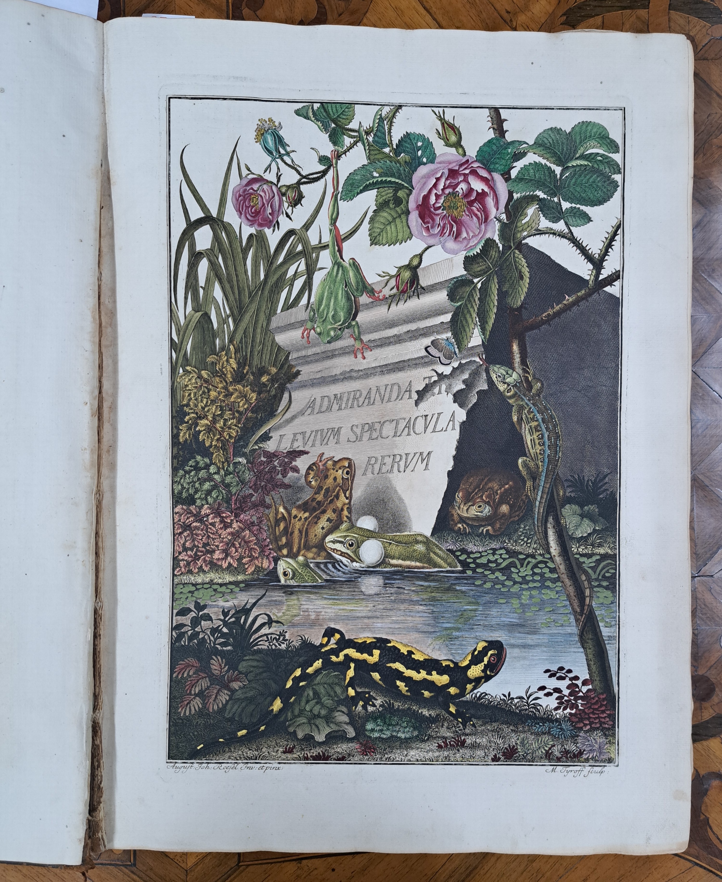 Detail g: August Johann Rösel von Rosenhof (1705-1759): Die natürliche Historie der Frösche hiesigen Landes, Nürnberg, Johann Joseph Fleischmann 1758, ...