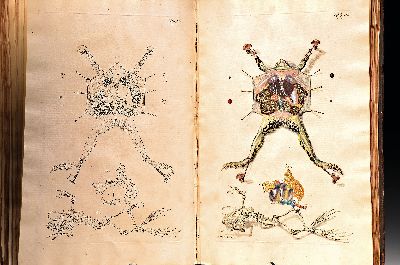 27037577a - August Johann Rösel von Rosenhof (1705-1759): Die natürliche Historie der Frösche ...