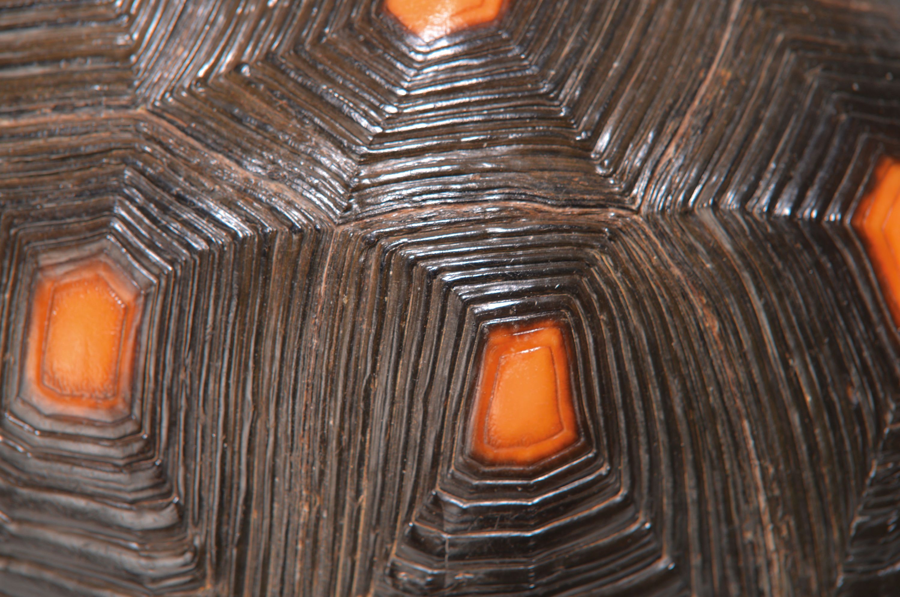 Detail a: Panzer einer Waldschildkröte, ohne Bauchdecke, ca. 30x18x13cm, mit Vermarktung- Bescheinigung Regierungspräsidium Freiburg, kein Versand in Länder ...