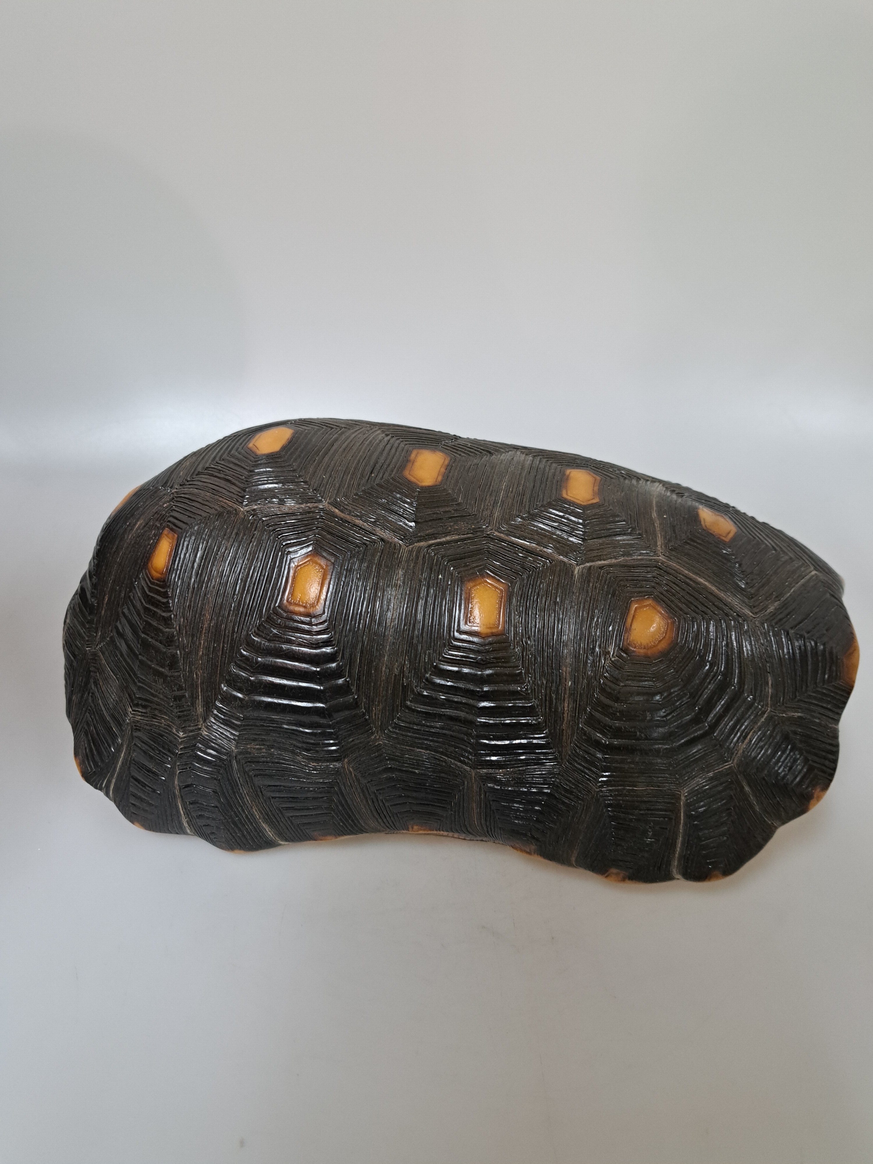 Detail b: Panzer einer Waldschildkröte, ohne Bauchdecke, ca. 30x18x13cm, mit Vermarktung- Bescheinigung Regierungspräsidium Freiburg, kein Versand in Länder ...