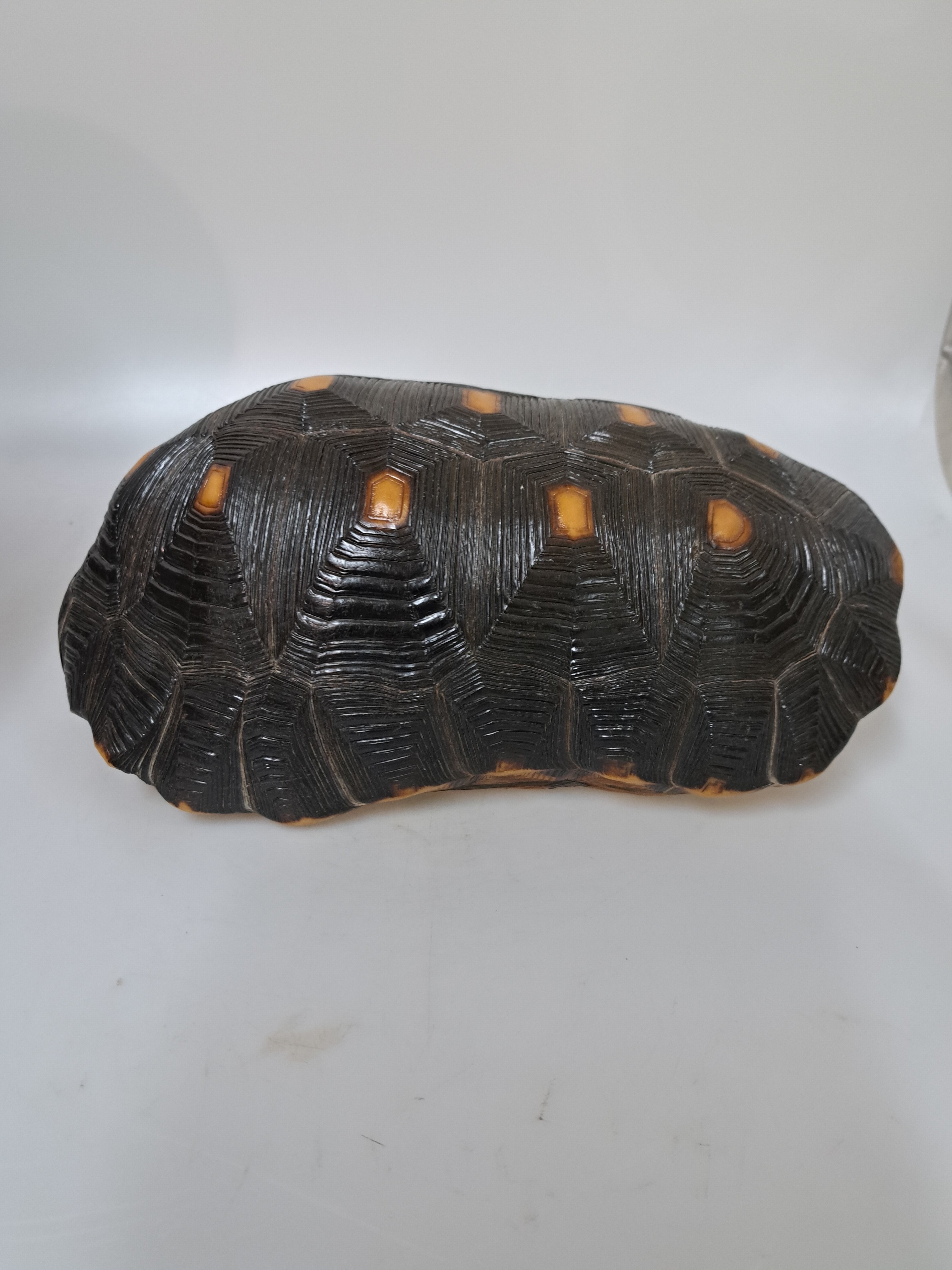 Detail d: Panzer einer Waldschildkröte, ohne Bauchdecke, ca. 30x18x13cm, mit Vermarktung- Bescheinigung Regierungspräsidium Freiburg, kein Versand in Länder ...