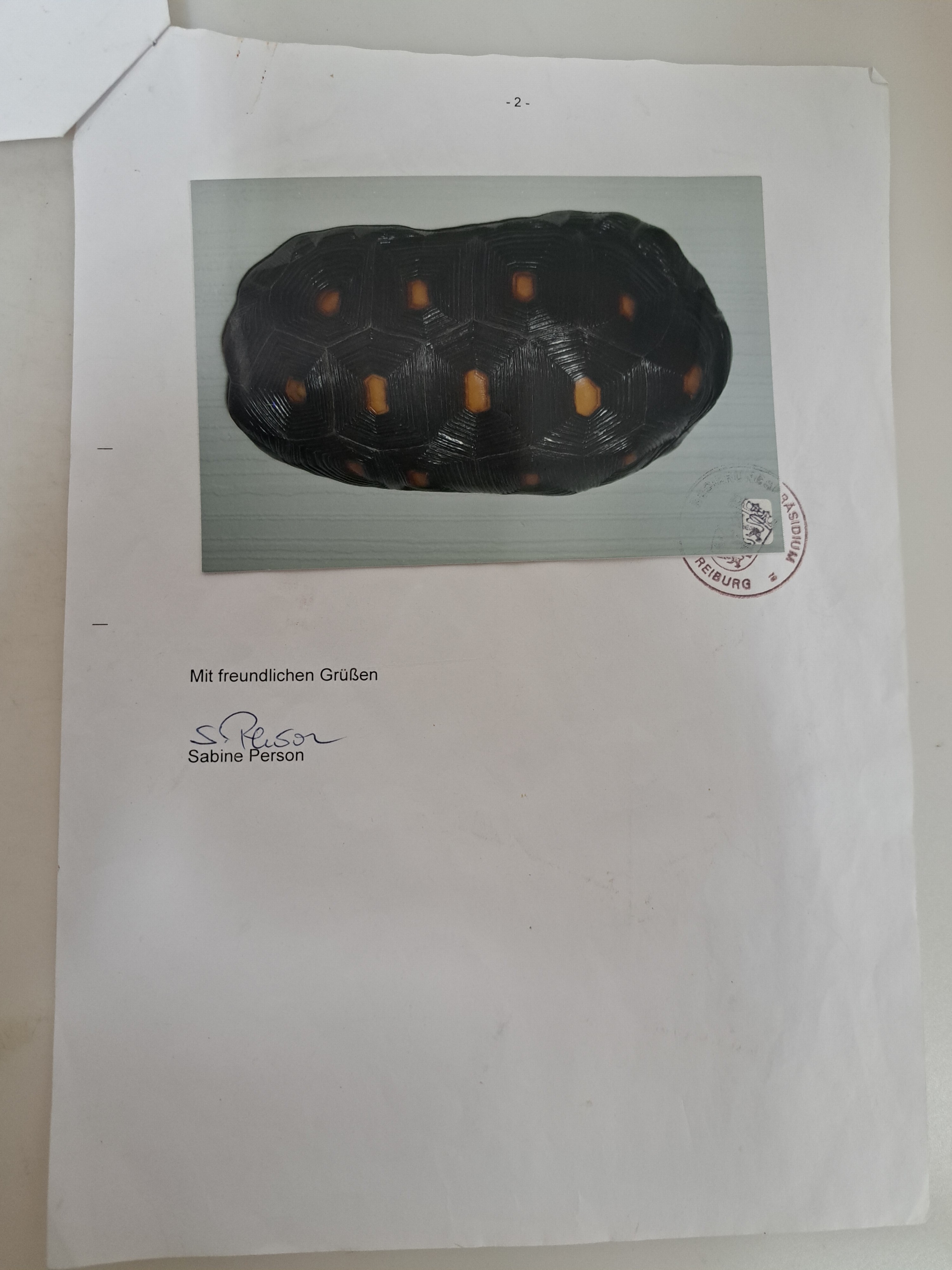 Detail f: Panzer einer Waldschildkröte, ohne Bauchdecke, ca. 30x18x13cm, mit Vermarktung- Bescheinigung Regierungspräsidium Freiburg, kein Versand in Länder ...
