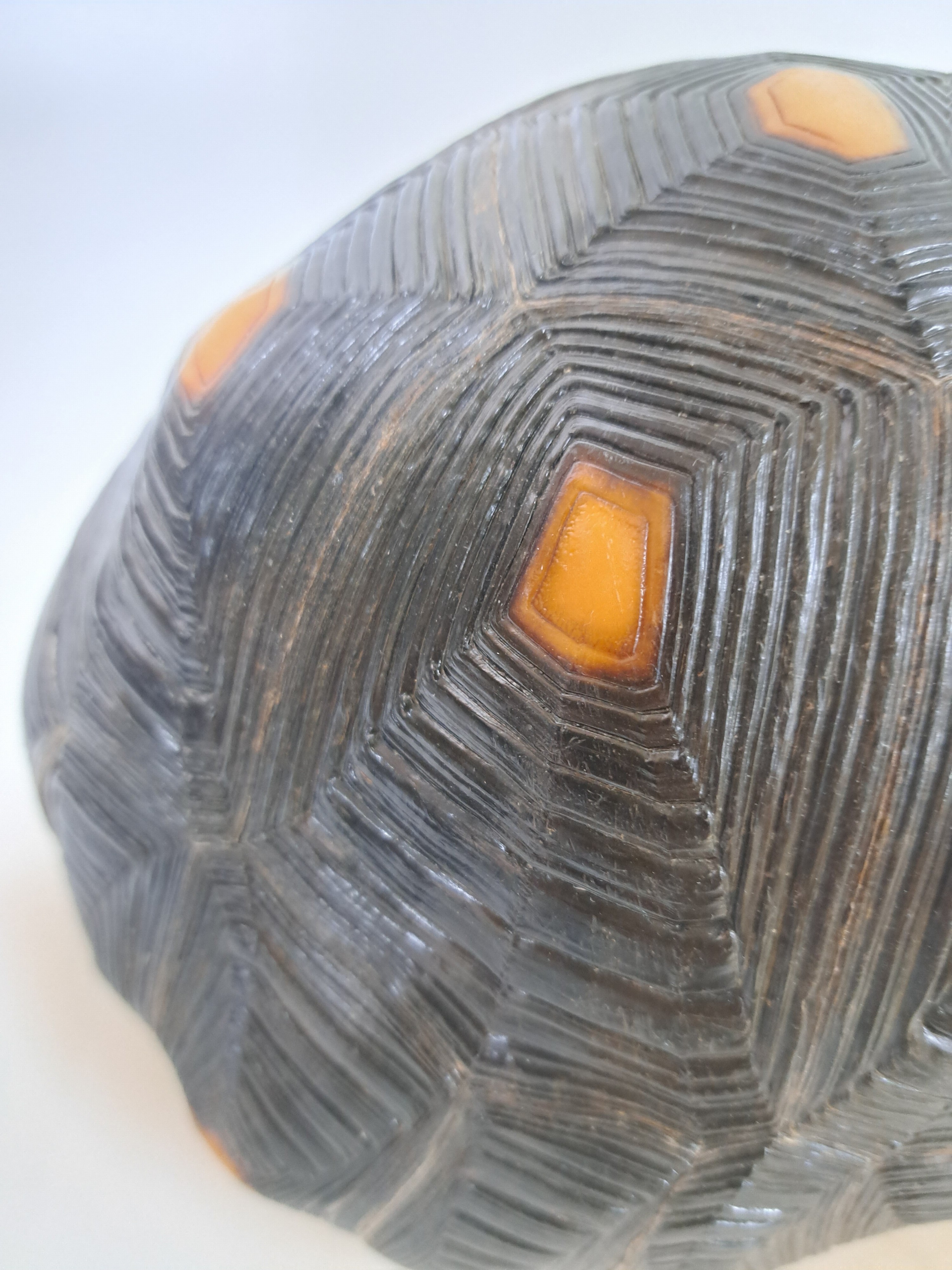Detail g: Panzer einer Waldschildkröte, ohne Bauchdecke, ca. 30x18x13cm, mit Vermarktung- Bescheinigung Regierungspräsidium Freiburg, kein Versand in Länder ...