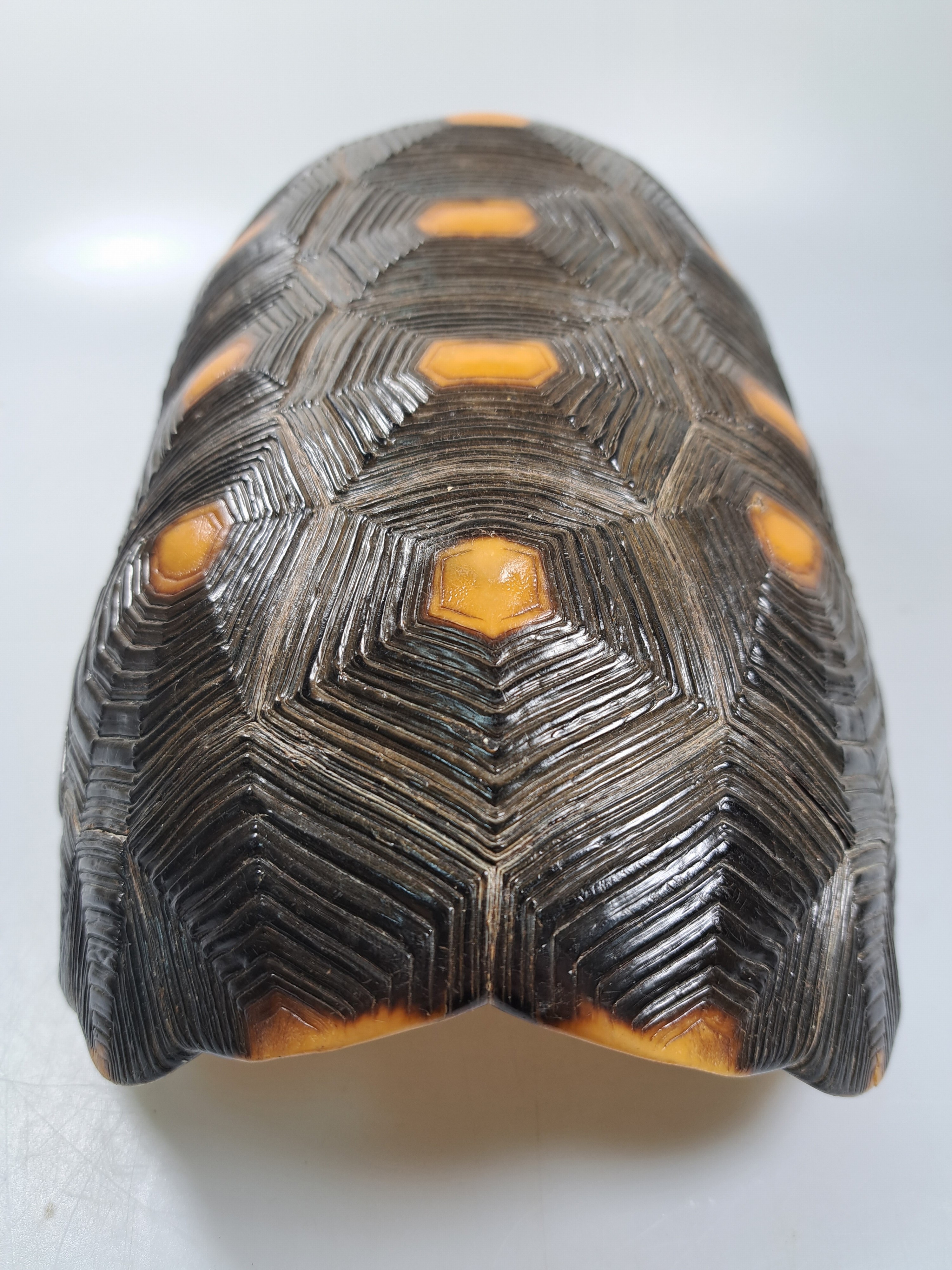 Detail j: Panzer einer Waldschildkröte, ohne Bauchdecke, ca. 30x18x13cm, mit Vermarktung- Bescheinigung Regierungspräsidium Freiburg, kein Versand in Länder ...