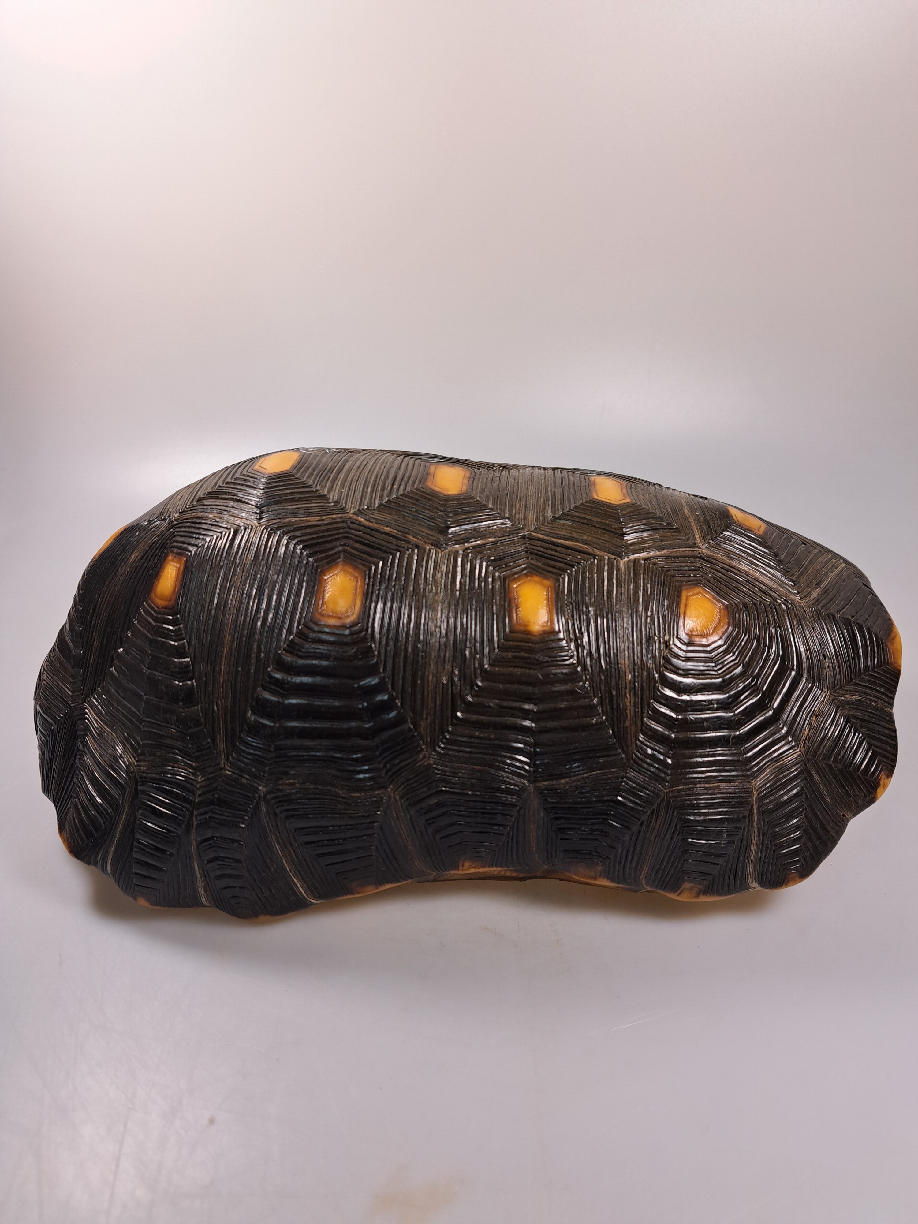 Detail k: Panzer einer Waldschildkröte, ohne Bauchdecke, ca. 30x18x13cm, mit Vermarktung- Bescheinigung Regierungspräsidium Freiburg, kein Versand in Länder ...