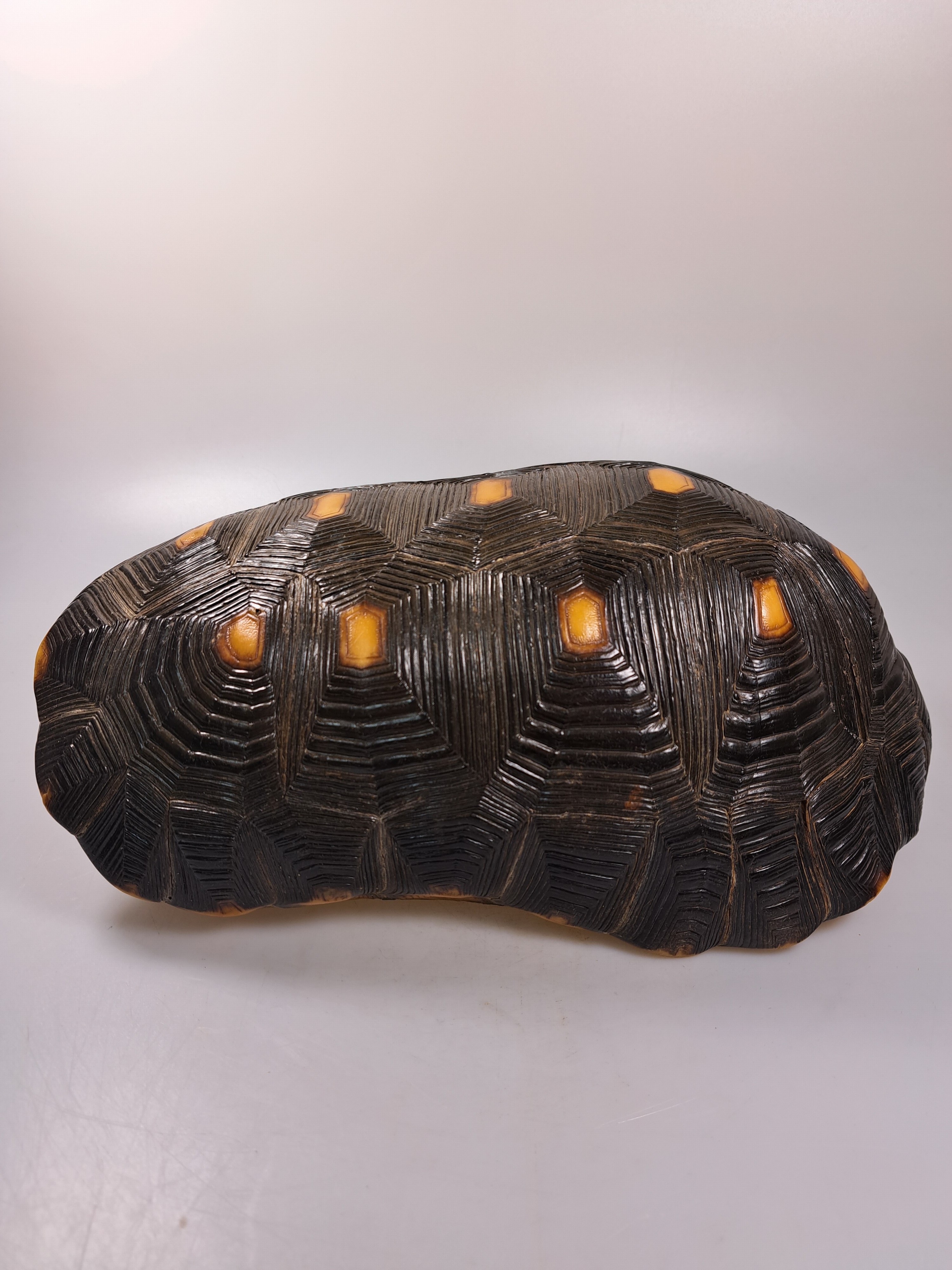 Detail l: Panzer einer Waldschildkröte, ohne Bauchdecke, ca. 30x18x13cm, mit Vermarktung- Bescheinigung Regierungspräsidium Freiburg, kein Versand in Länder ...