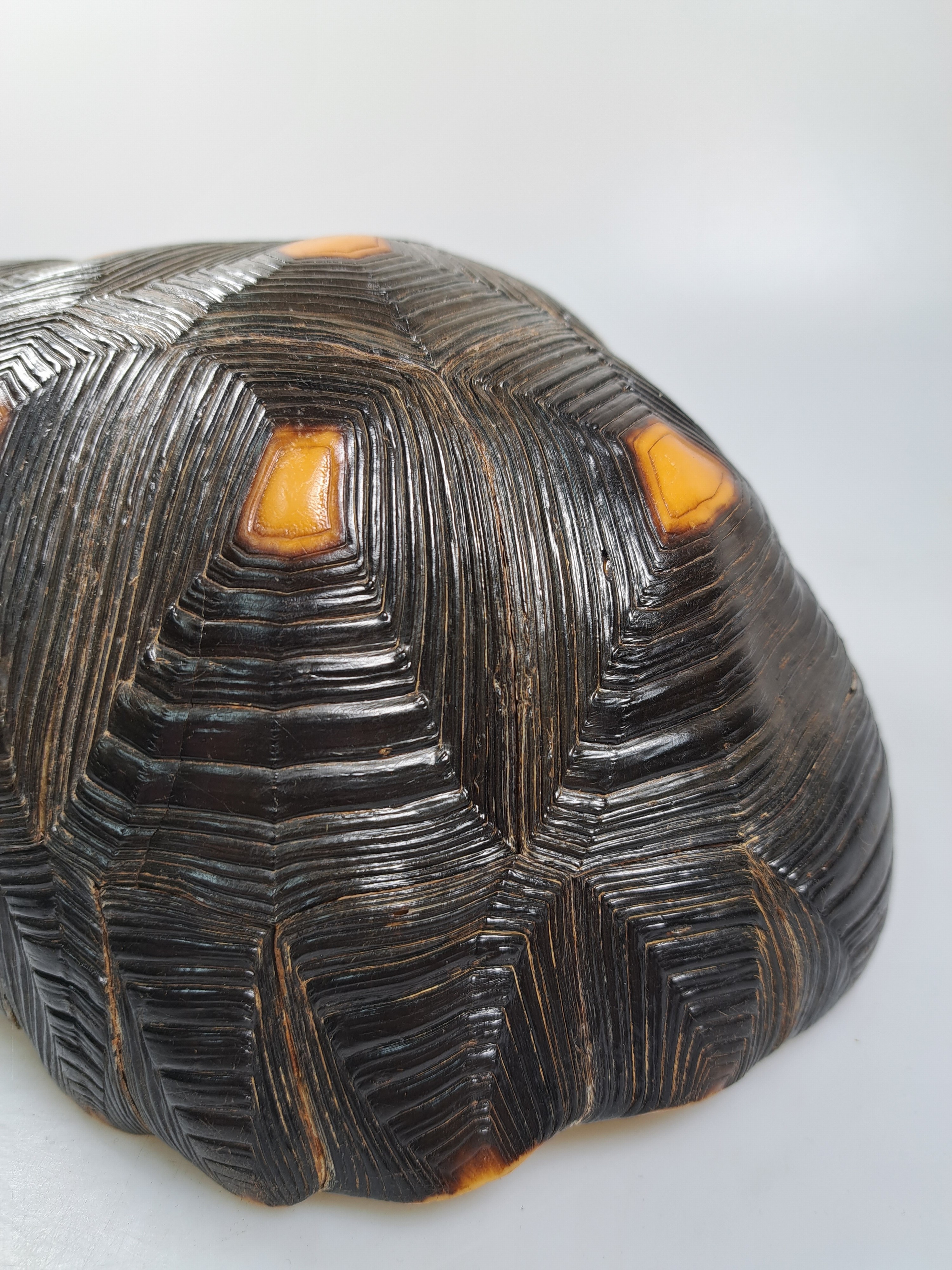 Detail m: Panzer einer Waldschildkröte, ohne Bauchdecke, ca. 30x18x13cm, mit Vermarktung- Bescheinigung Regierungspräsidium Freiburg, kein Versand in Länder ...