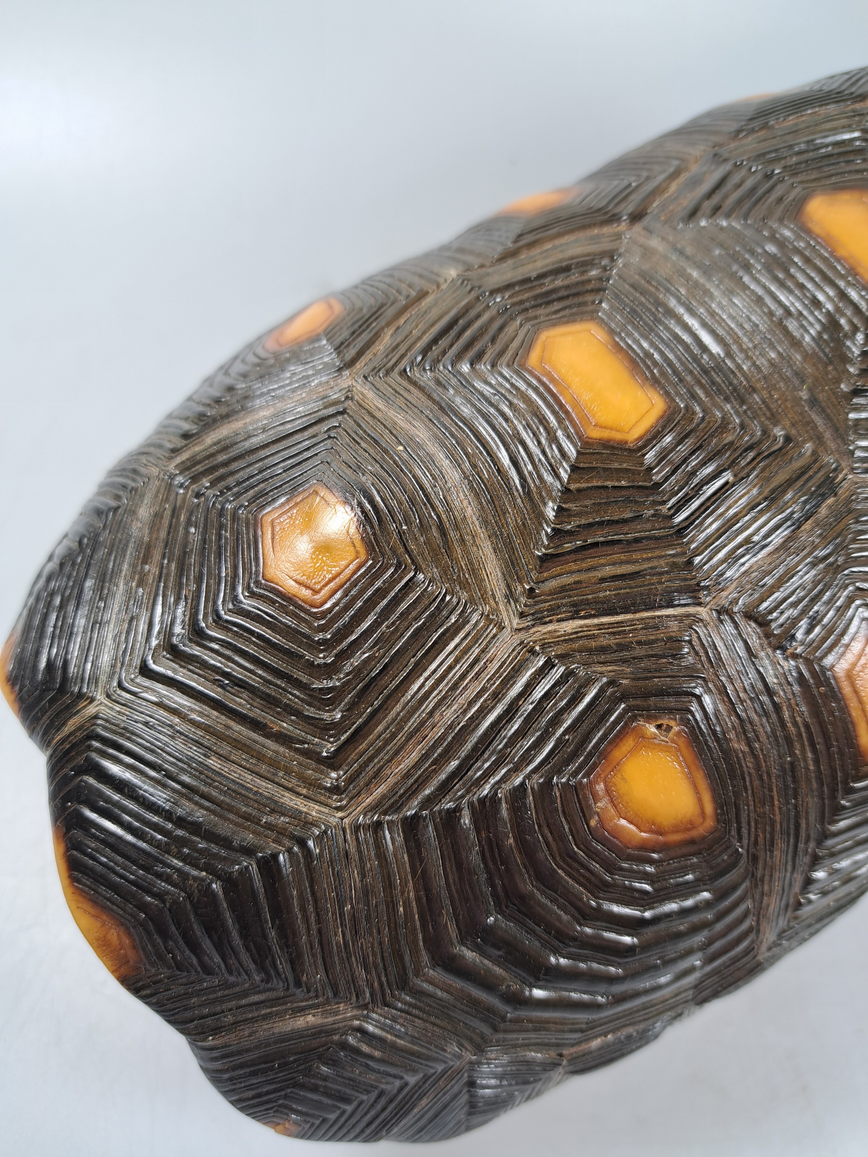 Detail n: Panzer einer Waldschildkröte, ohne Bauchdecke, ca. 30x18x13cm, mit Vermarktung- Bescheinigung Regierungspräsidium Freiburg, kein Versand in Länder ...