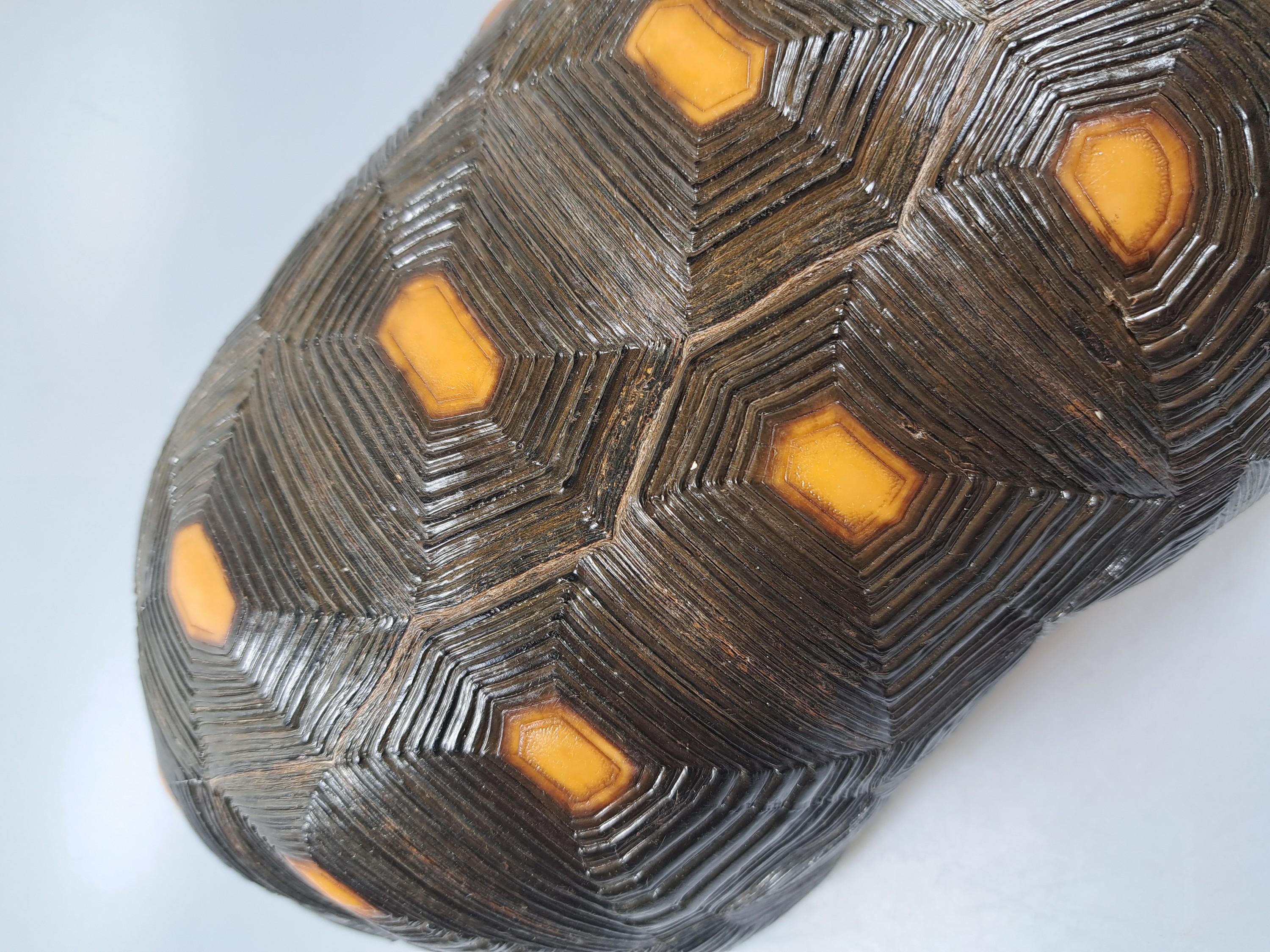 Detail o: Panzer einer Waldschildkröte, ohne Bauchdecke, ca. 30x18x13cm, mit Vermarktung- Bescheinigung Regierungspräsidium Freiburg, kein Versand in Länder ...