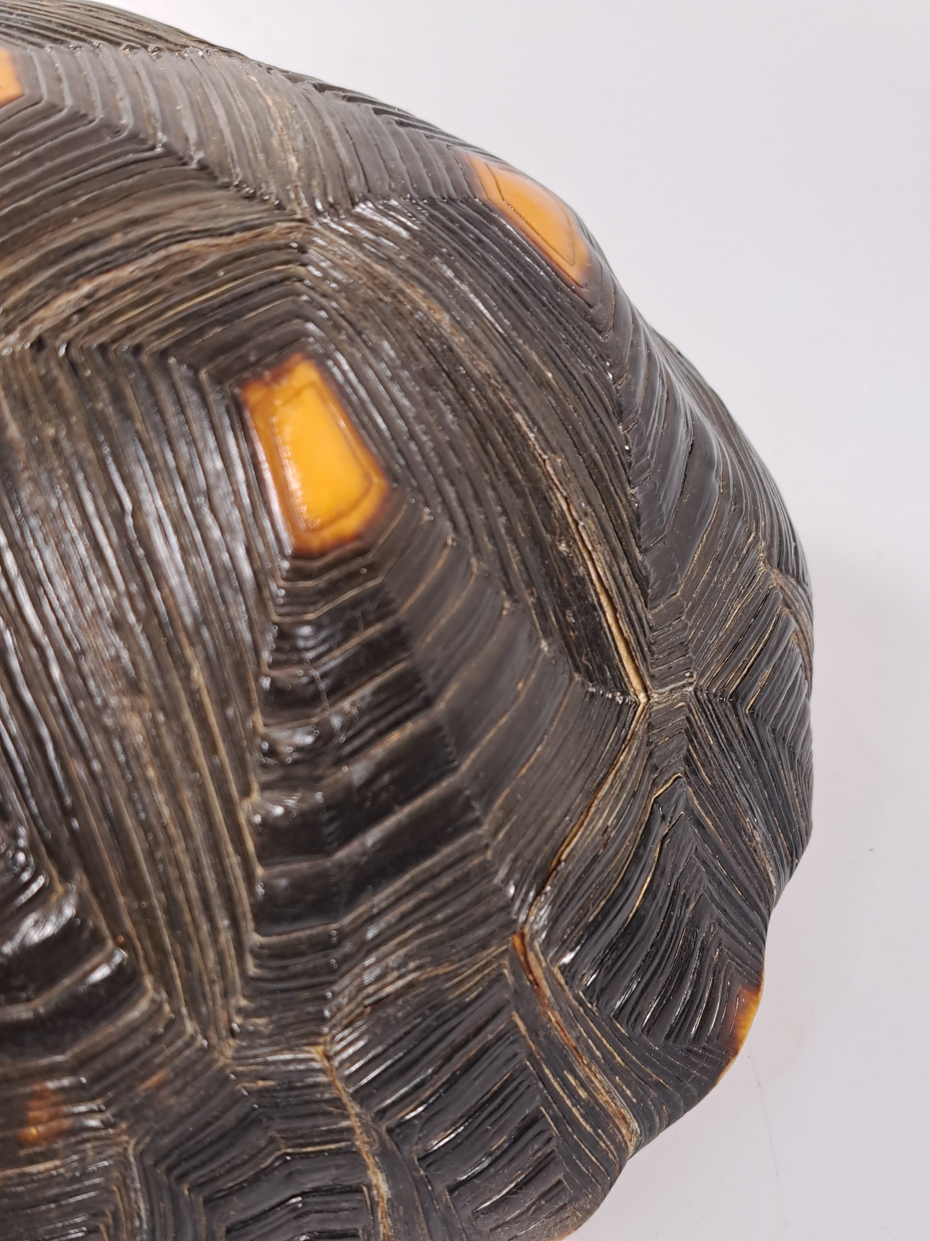 Detail r: Panzer einer Waldschildkröte, ohne Bauchdecke, ca. 30x18x13cm, mit Vermarktung- Bescheinigung Regierungspräsidium Freiburg, kein Versand in Länder ...