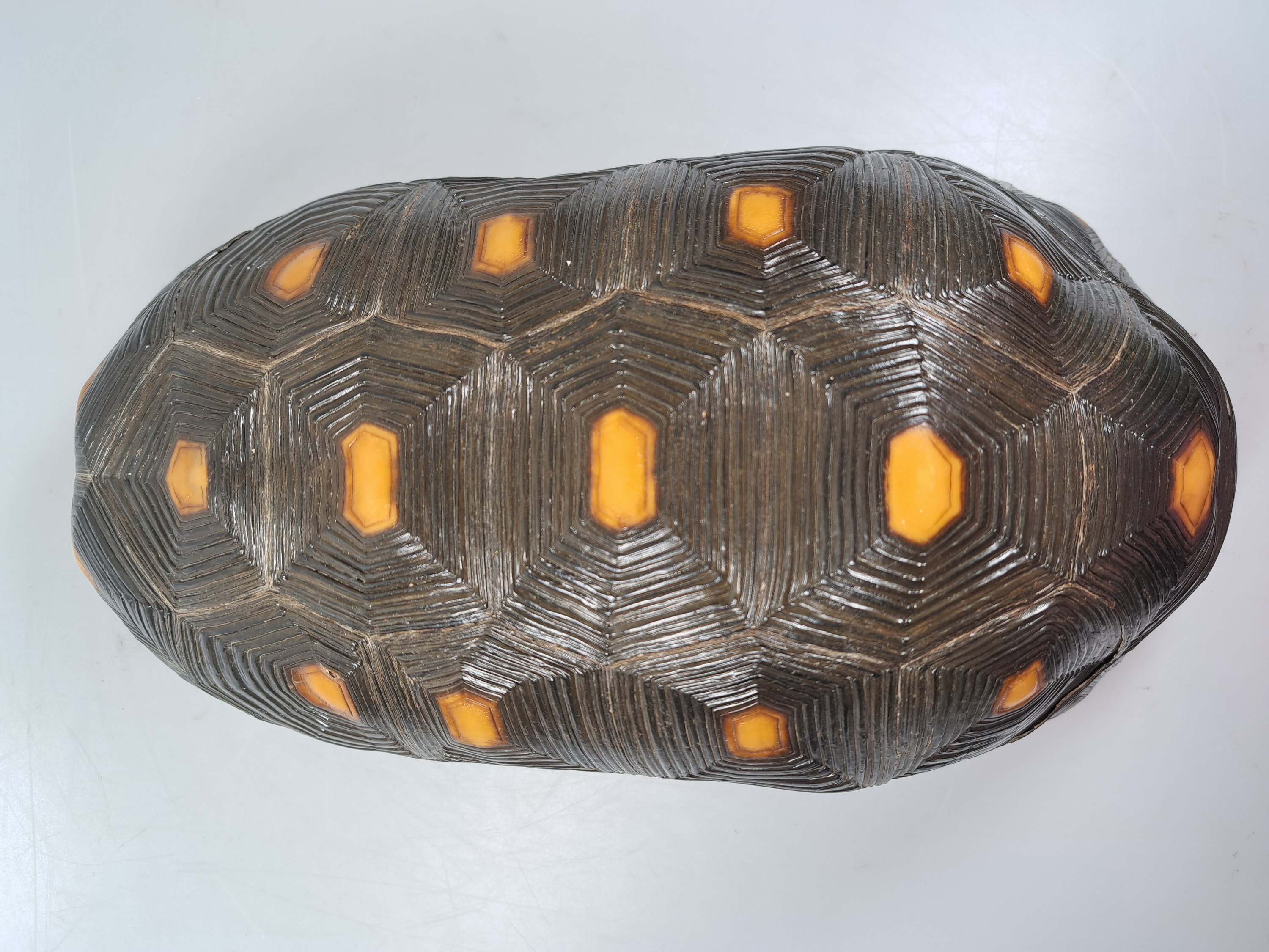 Detail s: Panzer einer Waldschildkröte, ohne Bauchdecke, ca. 30x18x13cm, mit Vermarktung- Bescheinigung Regierungspräsidium Freiburg, kein Versand in Länder ...
