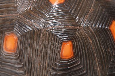 27039580a - Panzer einer Waldschildkröte, ohne Bauchdecke, ca. 30x18x13cm, mit Vermarktung- ...