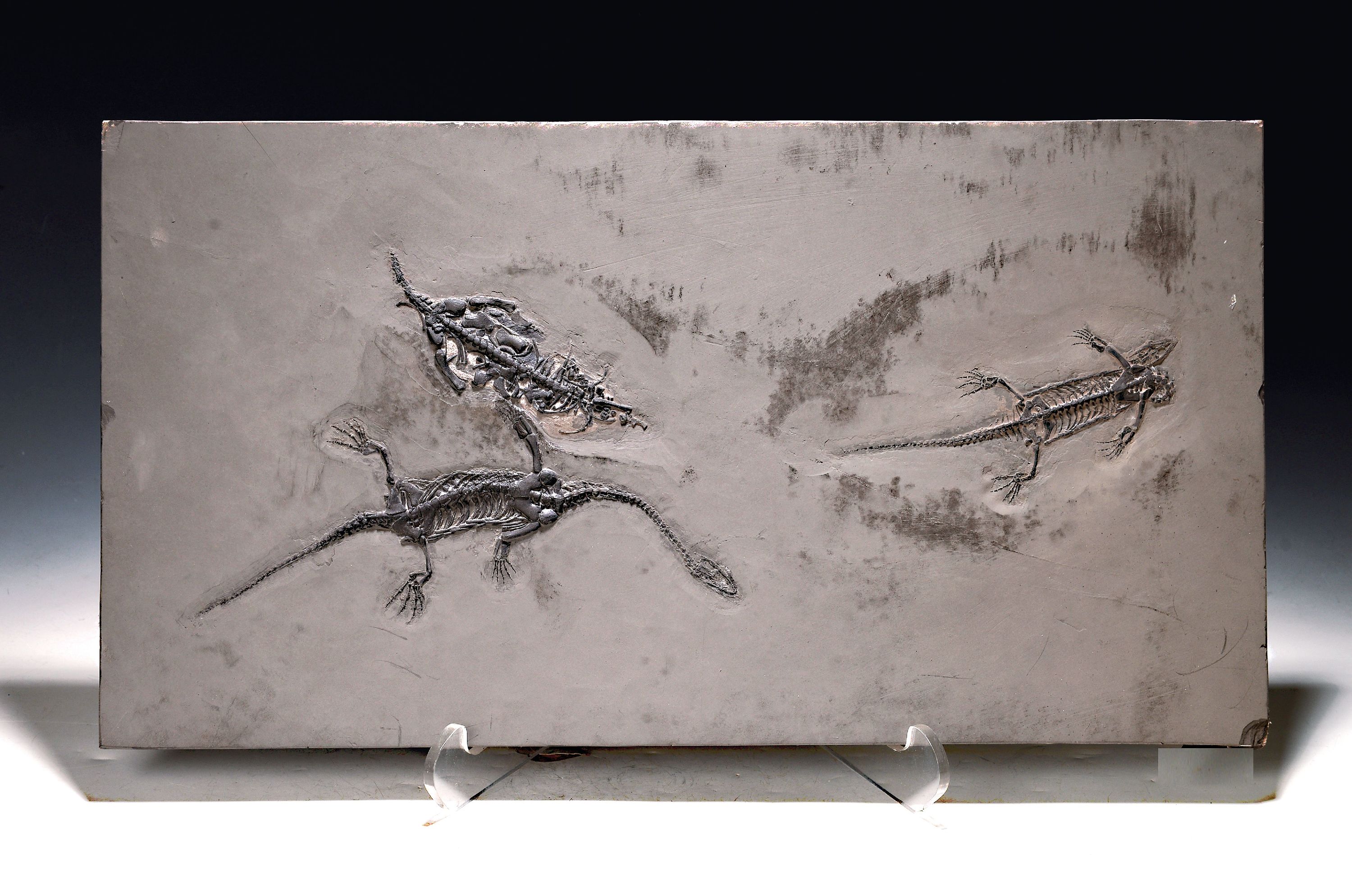 Image 27040652 - Große Platte mit drei Schwimmsauriern, Keichosaurus Hui (Nothosaurus), Guizhou- Provinz, ...