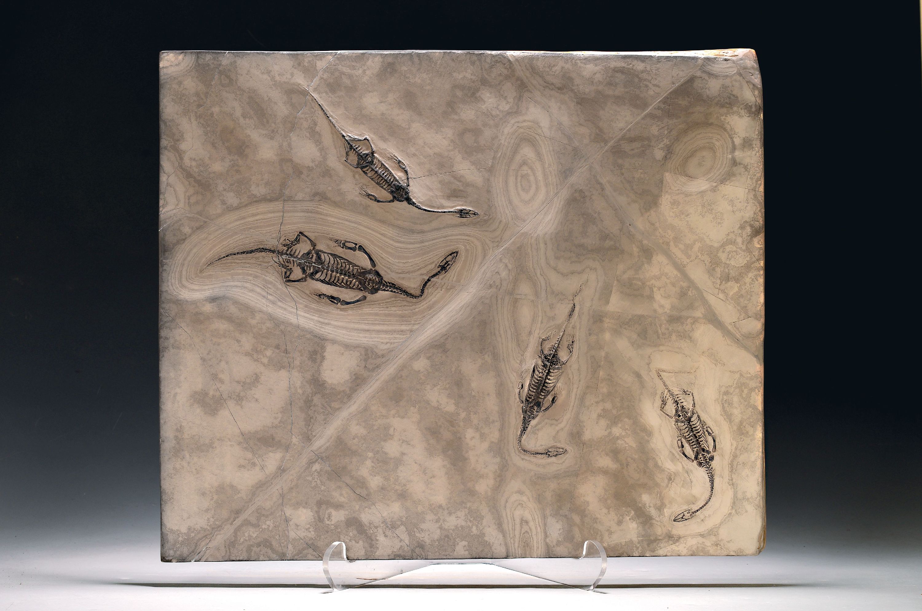 Image 27040654 - Platte mit vier Schwimmsauriern, Keichosaurus hui (Nothosaurus), Guizhou-Provinz China, ...