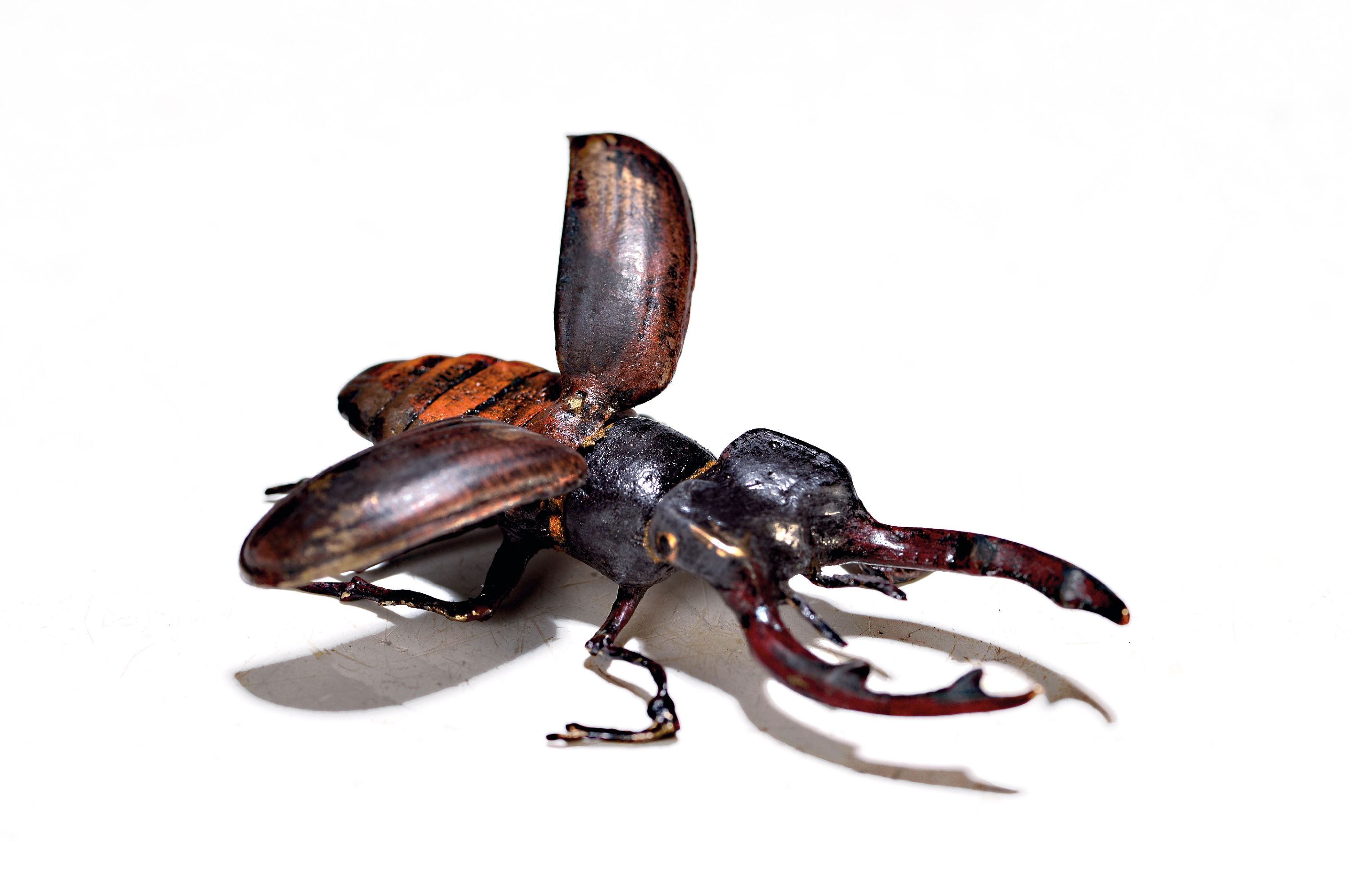 Image 27040799 - Wiener Bronze, sign. Bergmann, Hirschkäfer, naturalistisch staffiert, L. ca. 7.5 cm