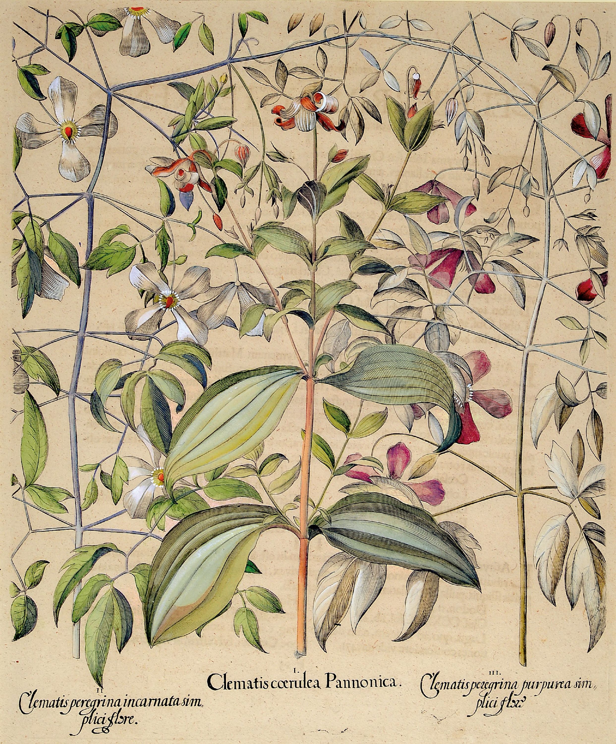 Image 27041243 - Basilius Besler, 1561-1929 Nürnberg: 2 Kupferstiche aus Hortus Eystettensis, wohl ...