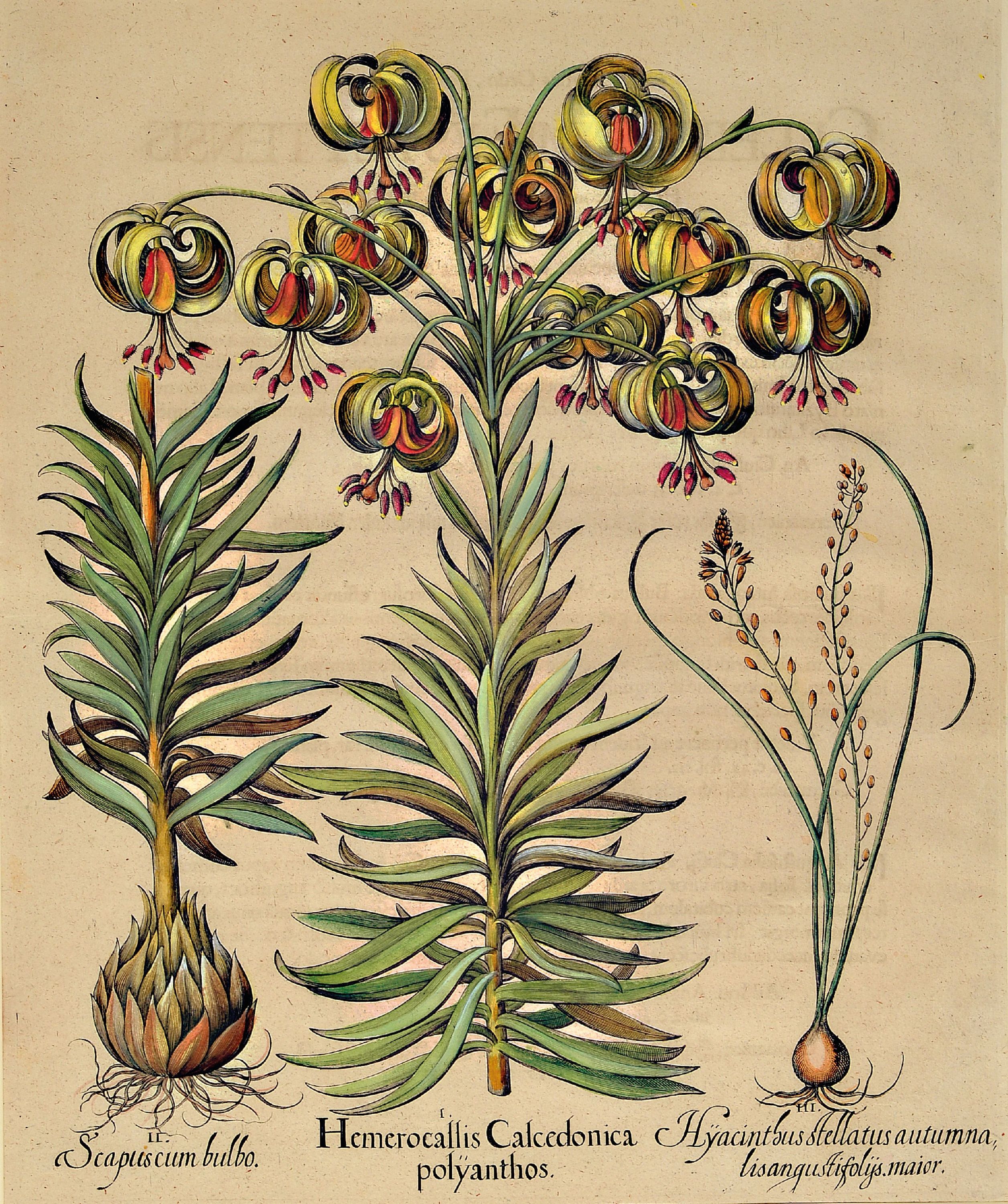 Detail a: Basilius Besler, 1561-1929 Nürnberg: 2 Kupferstiche aus Hortus Eystettensis, wohl spätere Auflage um 1749/50, handkolorierte Kupferstiche, ...