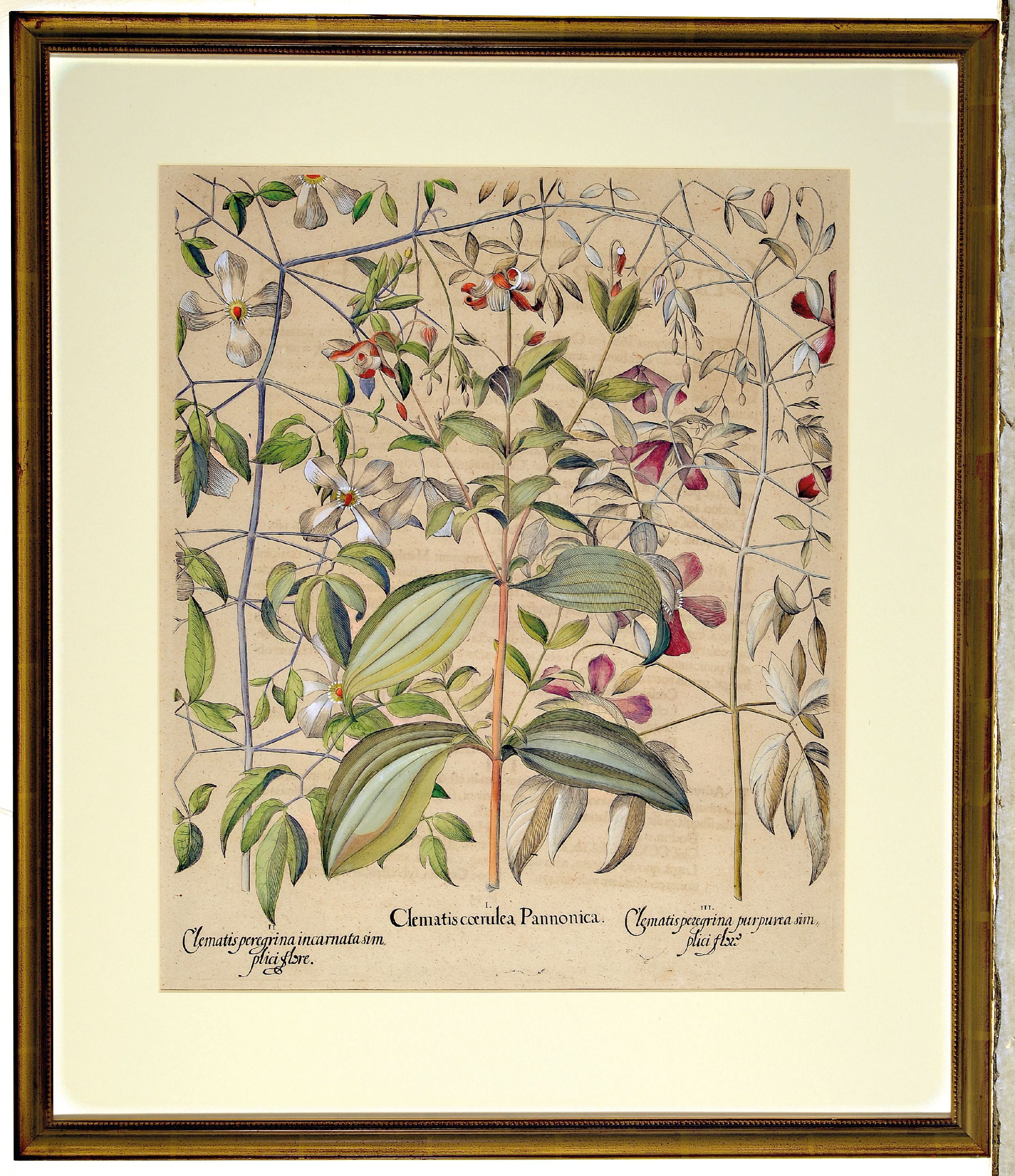 Detail k: Basilius Besler, 1561-1929 Nürnberg: 2 Kupferstiche aus Hortus Eystettensis, wohl spätere Auflage um 1749/50, handkolorierte Kupferstiche, ...