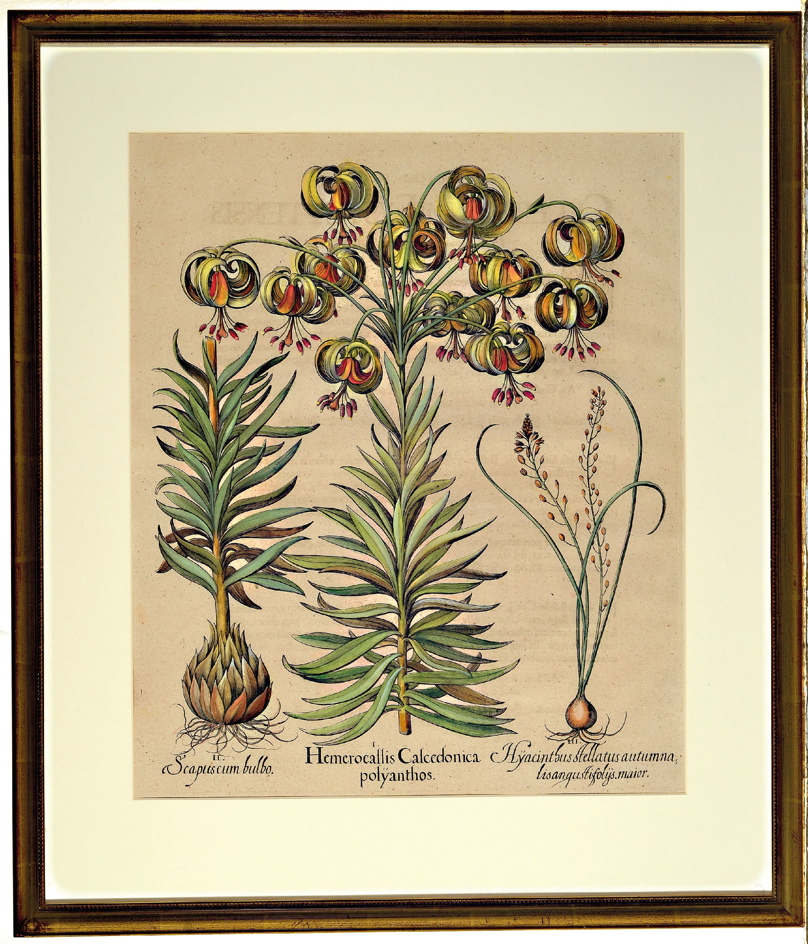Detail l: Basilius Besler, 1561-1929 Nürnberg: 2 Kupferstiche aus Hortus Eystettensis, wohl spätere Auflage um 1749/50, handkolorierte Kupferstiche, ...