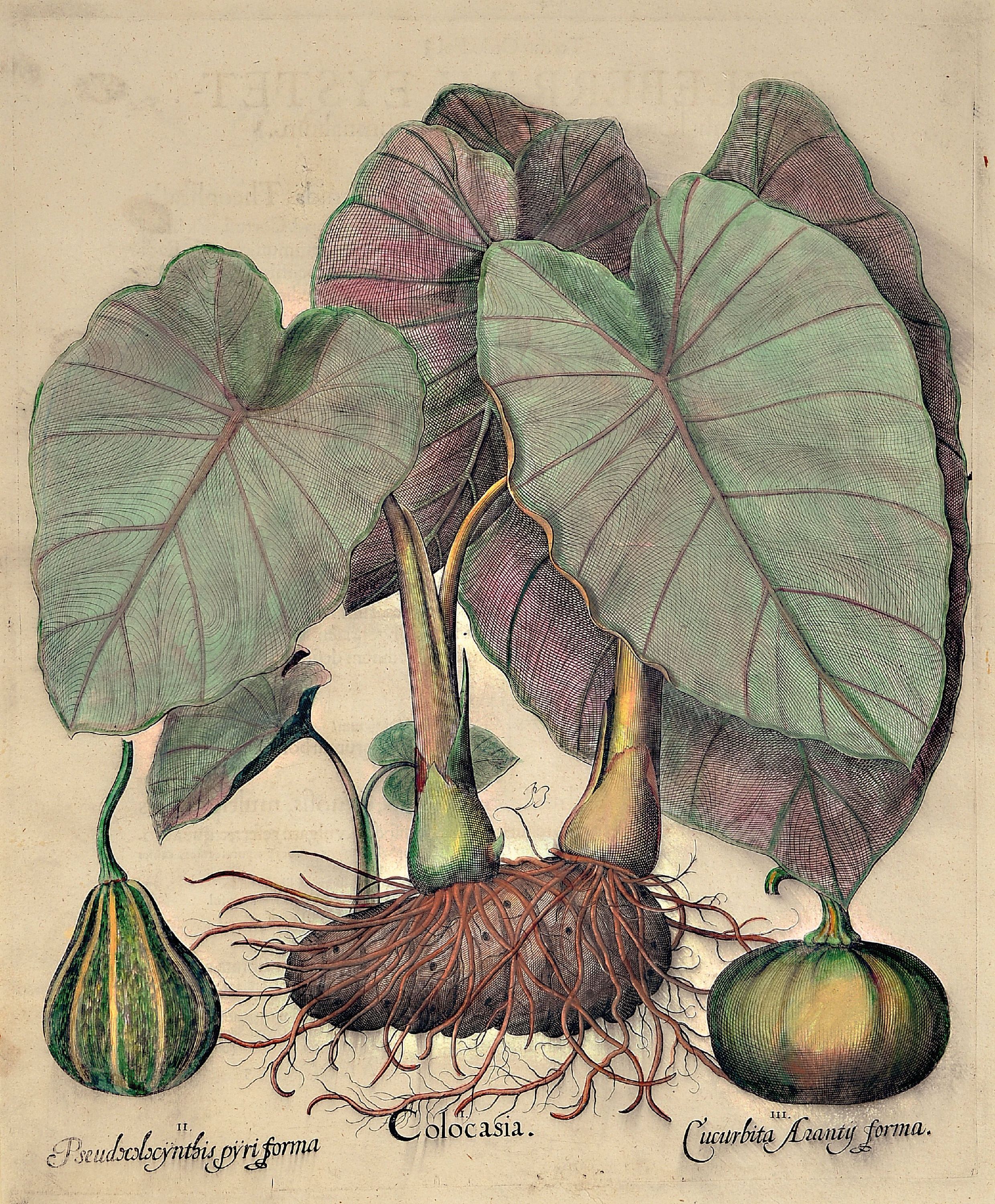 Image 27041244 - Basilius Besler, 1561-1929 Nürnberg: 2 Kupferstiche aus Hortus Eystettensis, wohl ...