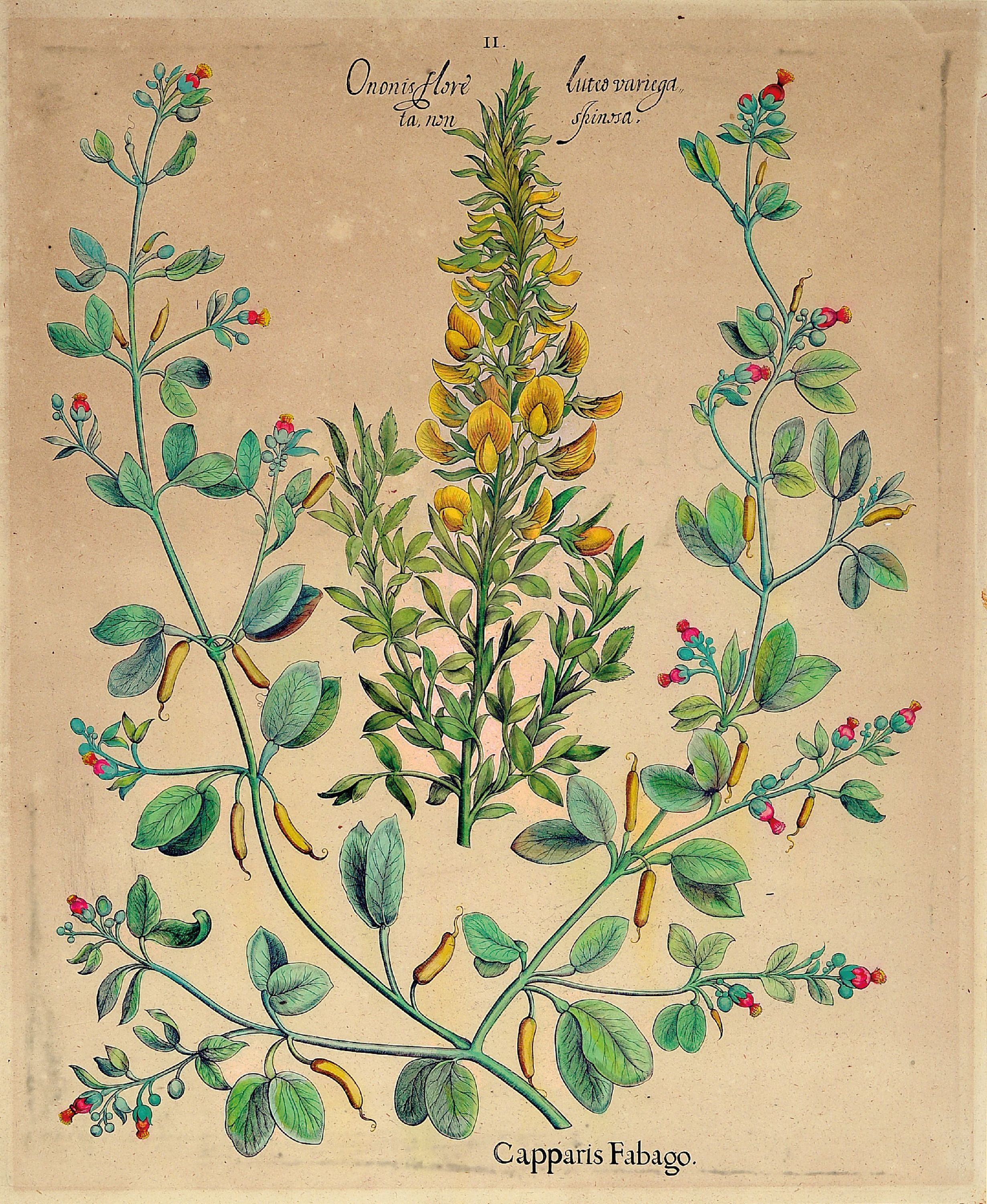 Detail a: Basilius Besler, 1561-1929 Nürnberg: 2 Kupferstiche aus Hortus Eystettensis, wohl spätere Auflage um 1749/50, handkolorierte Kupferstiche, ...